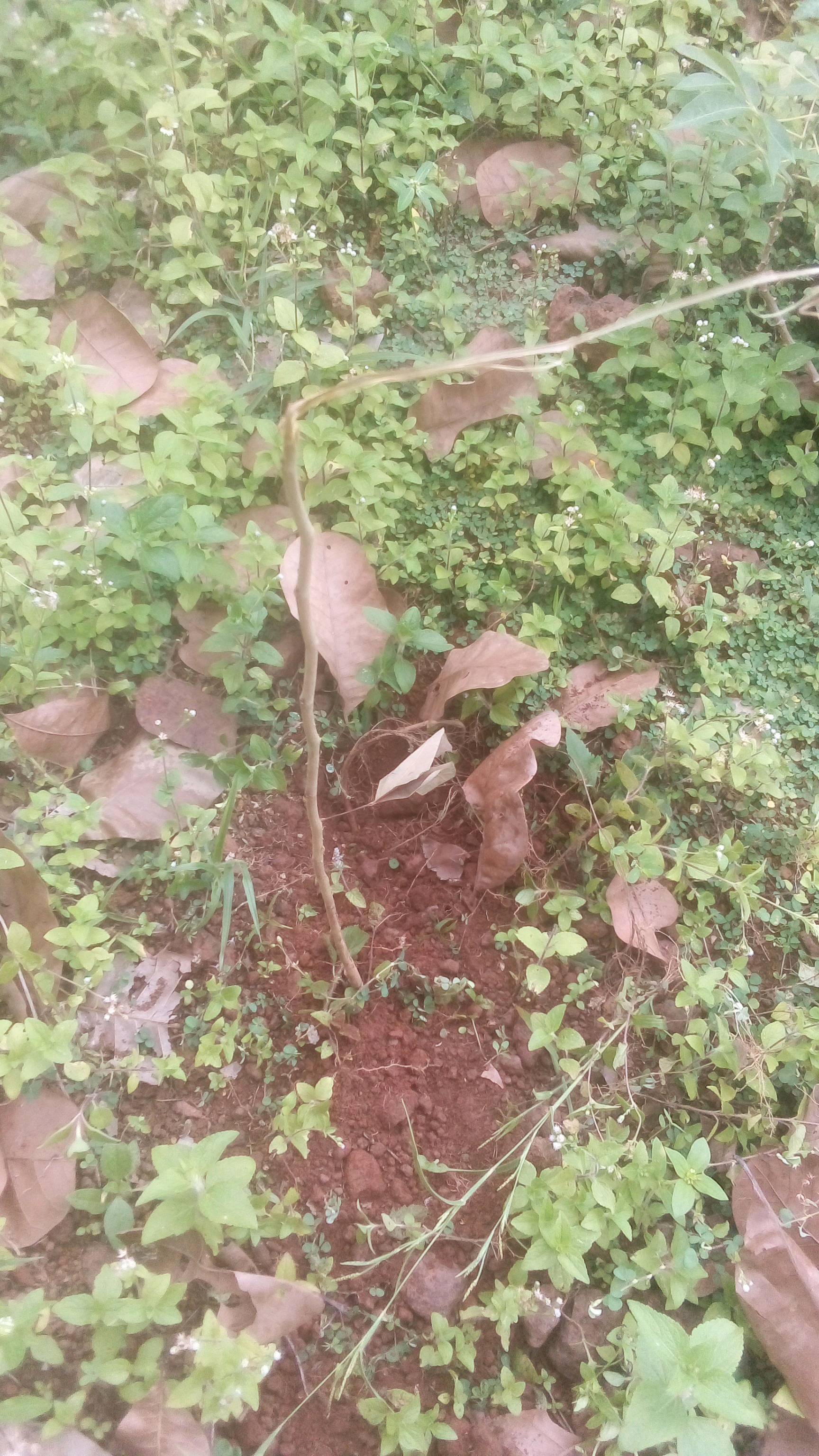 tree