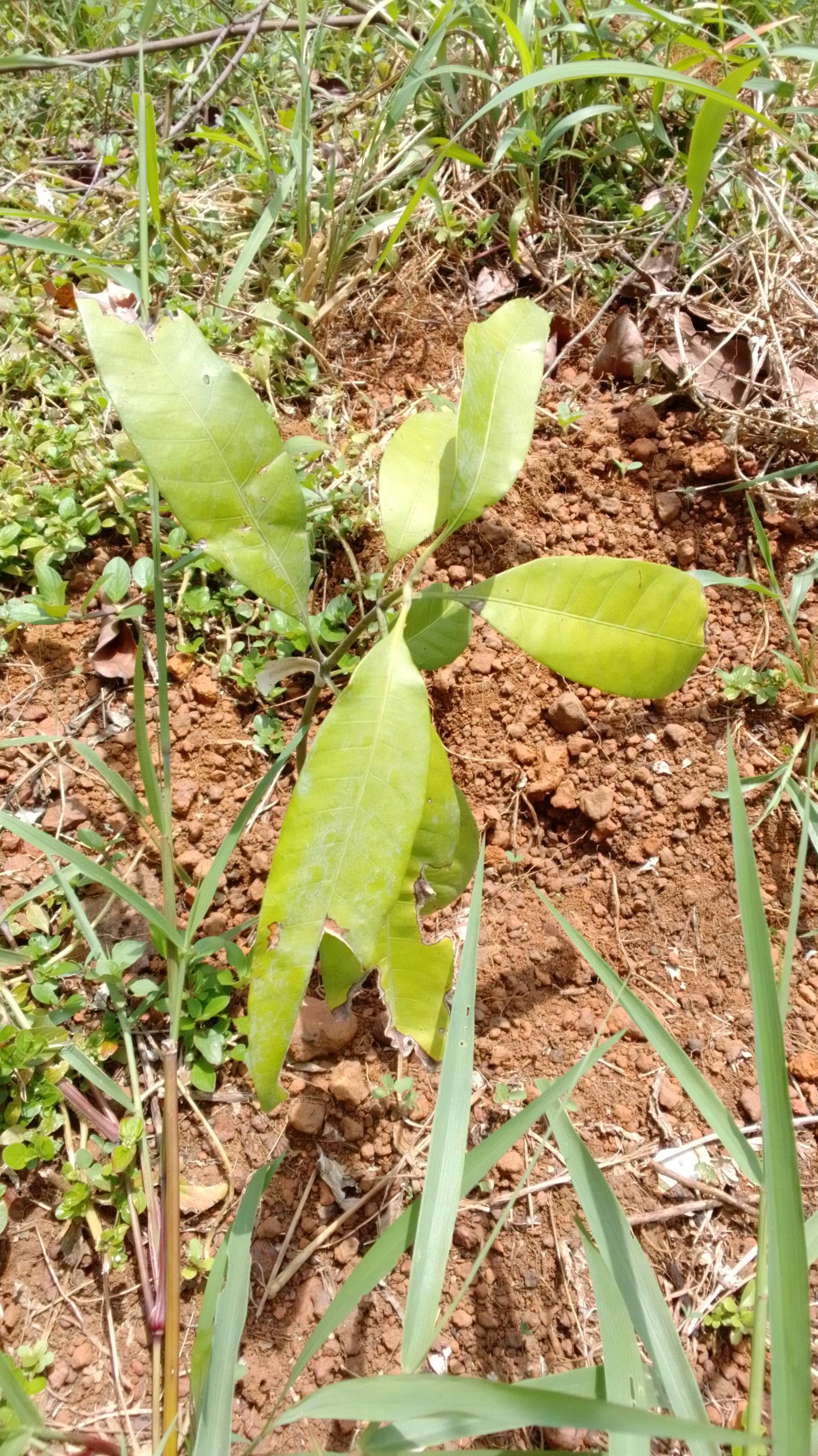 tree