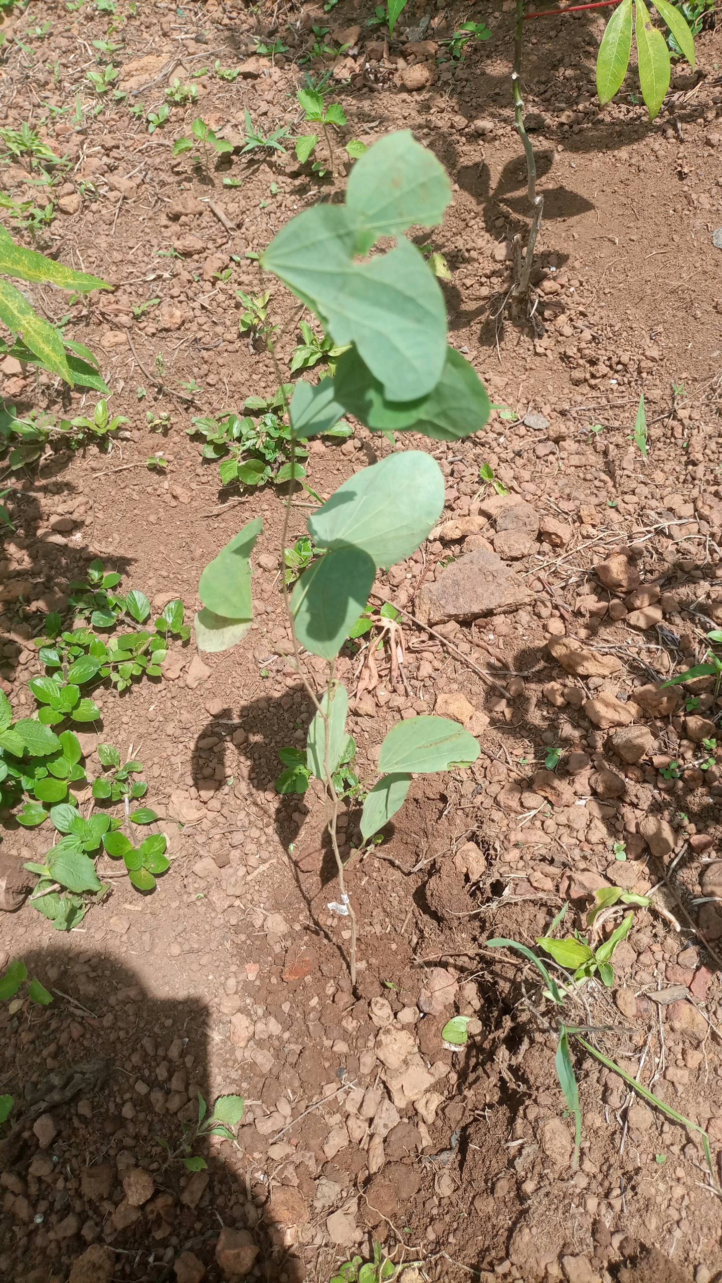 tree