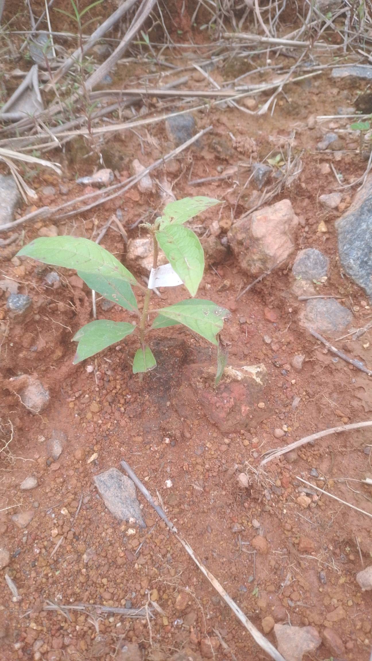 tree