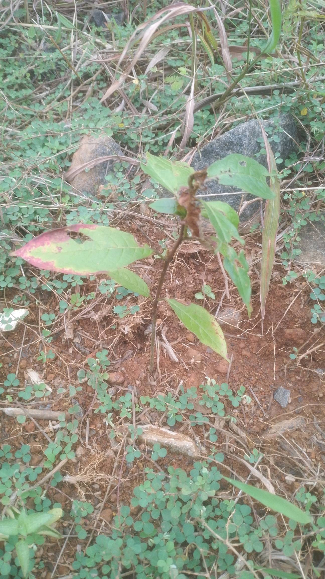 tree