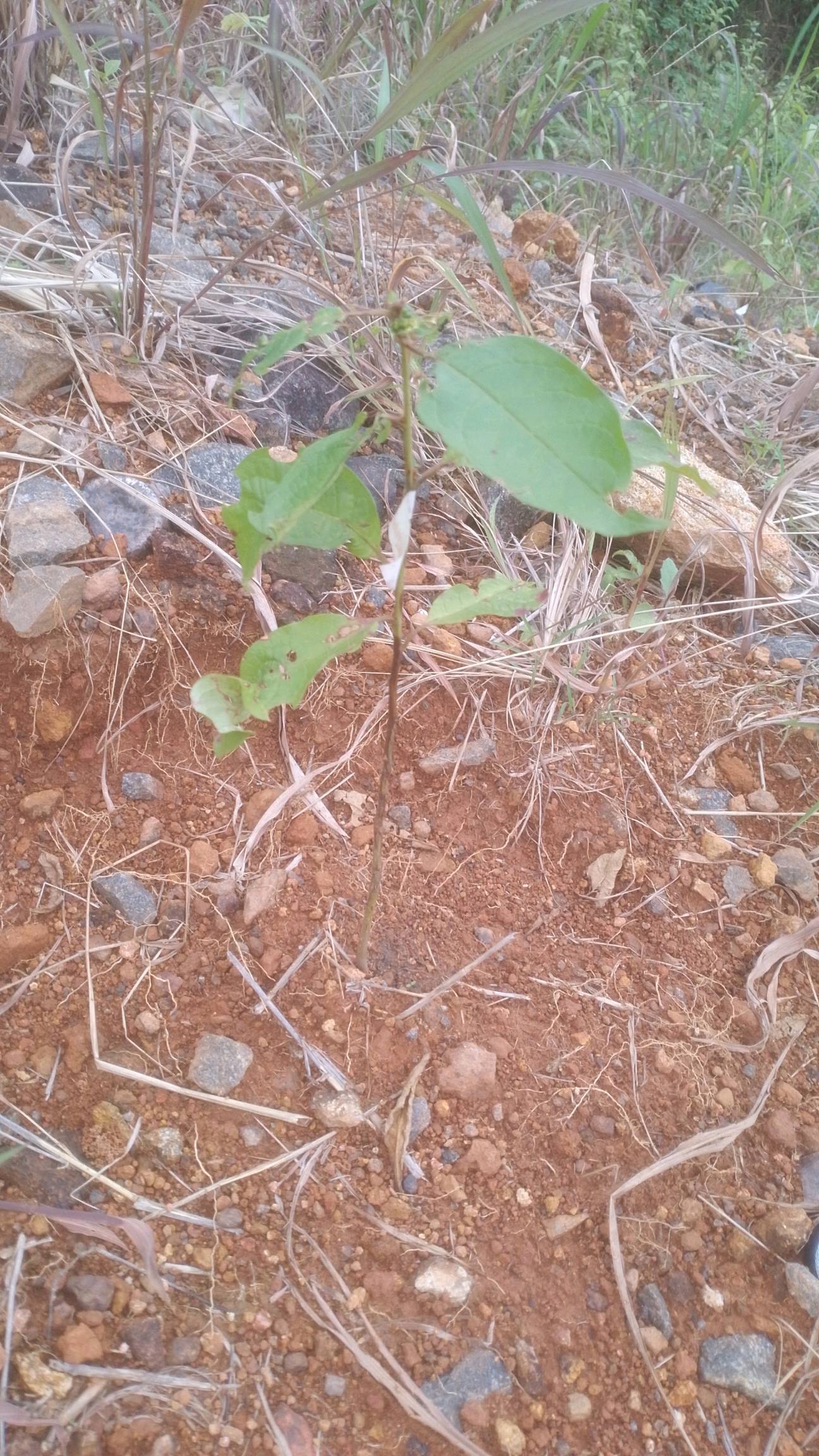 tree