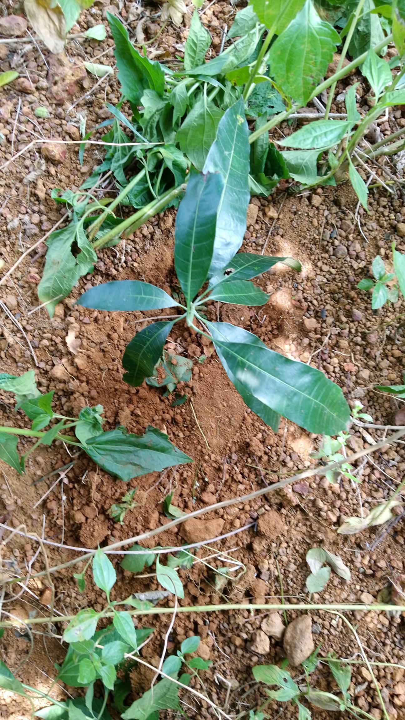 tree