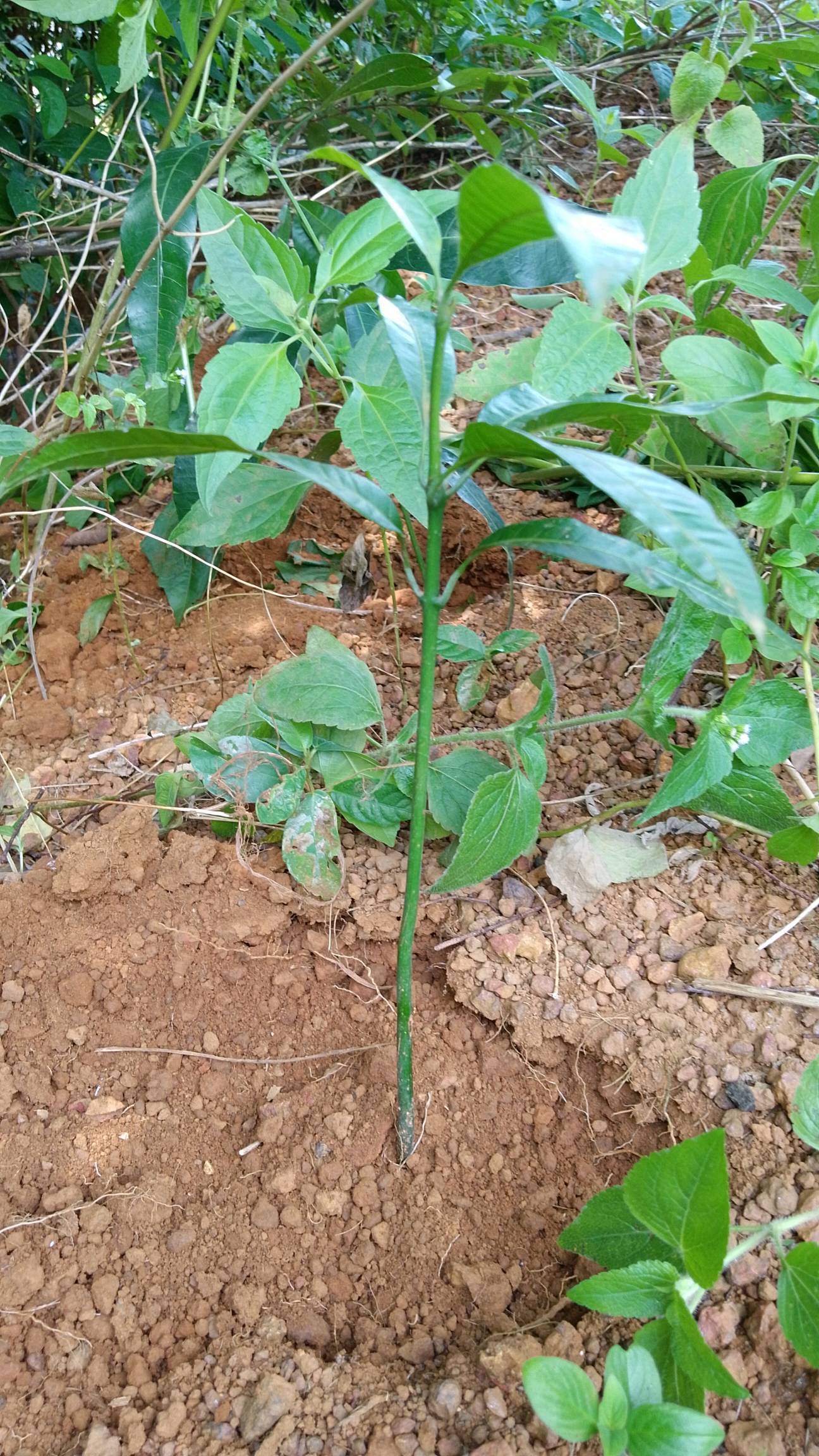 tree