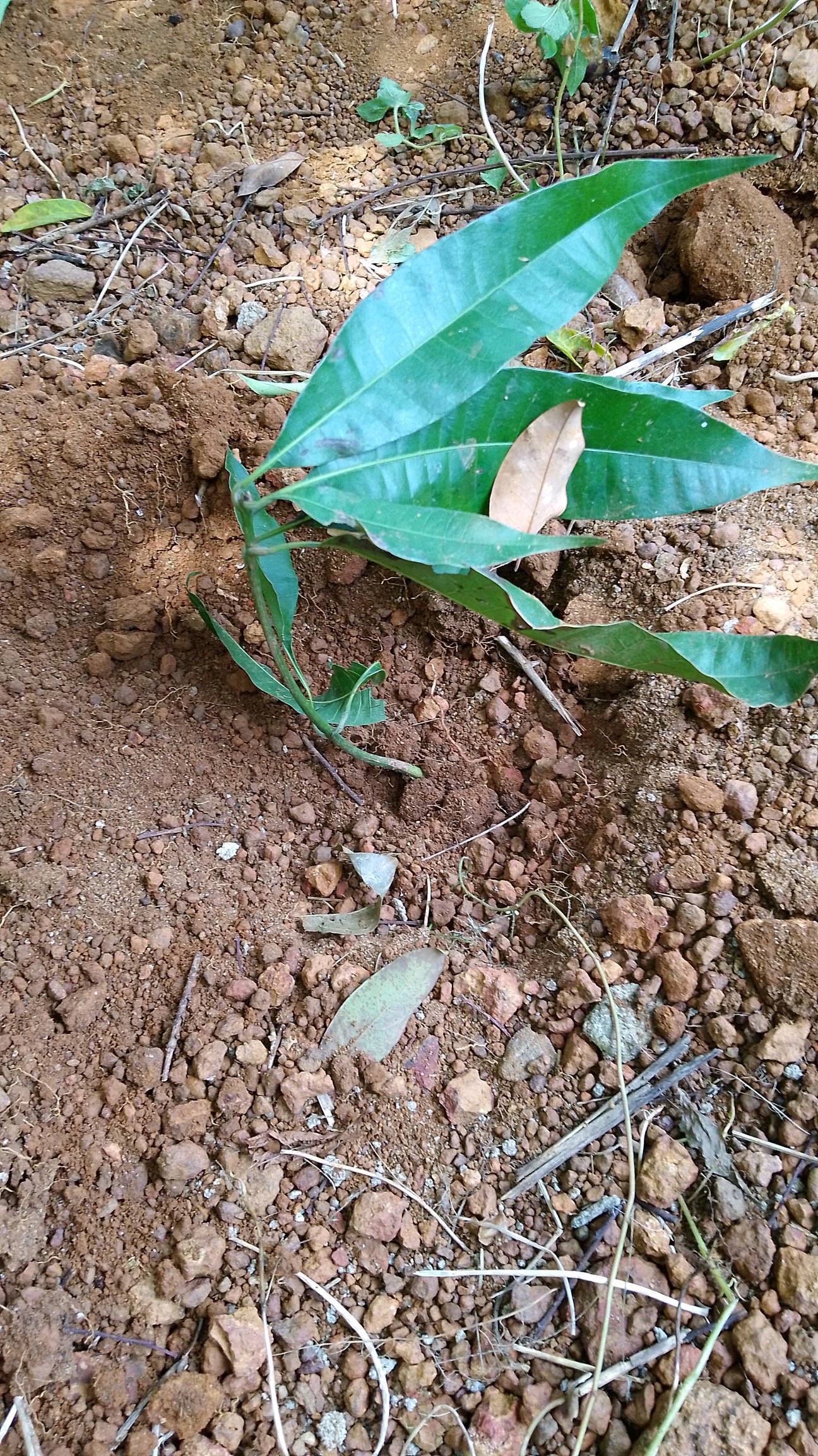 tree