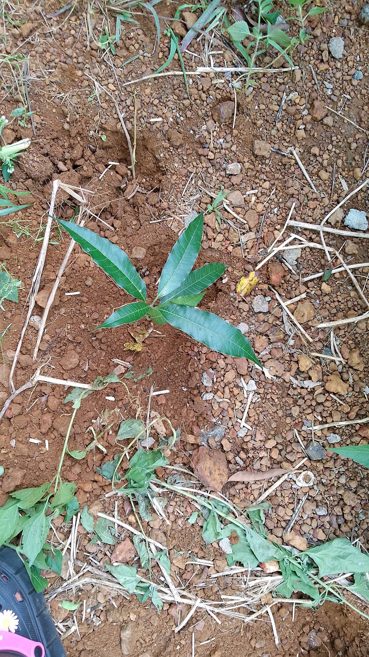 tree