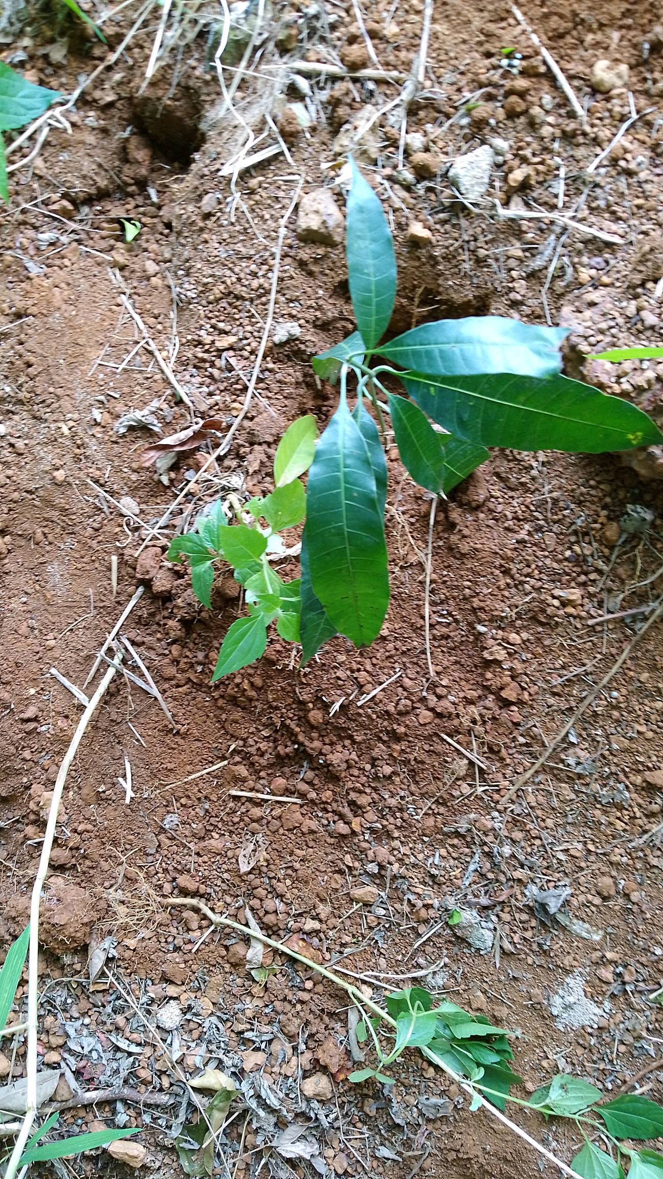tree