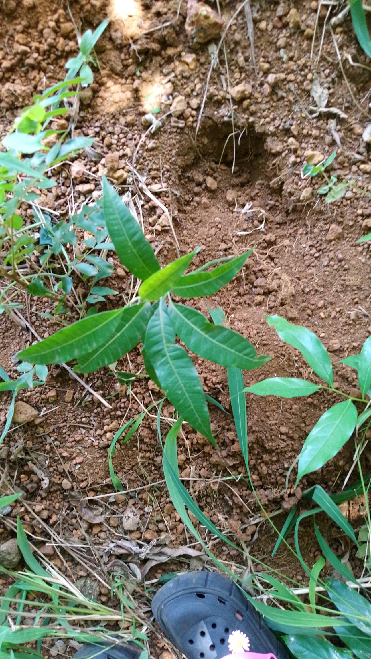 tree