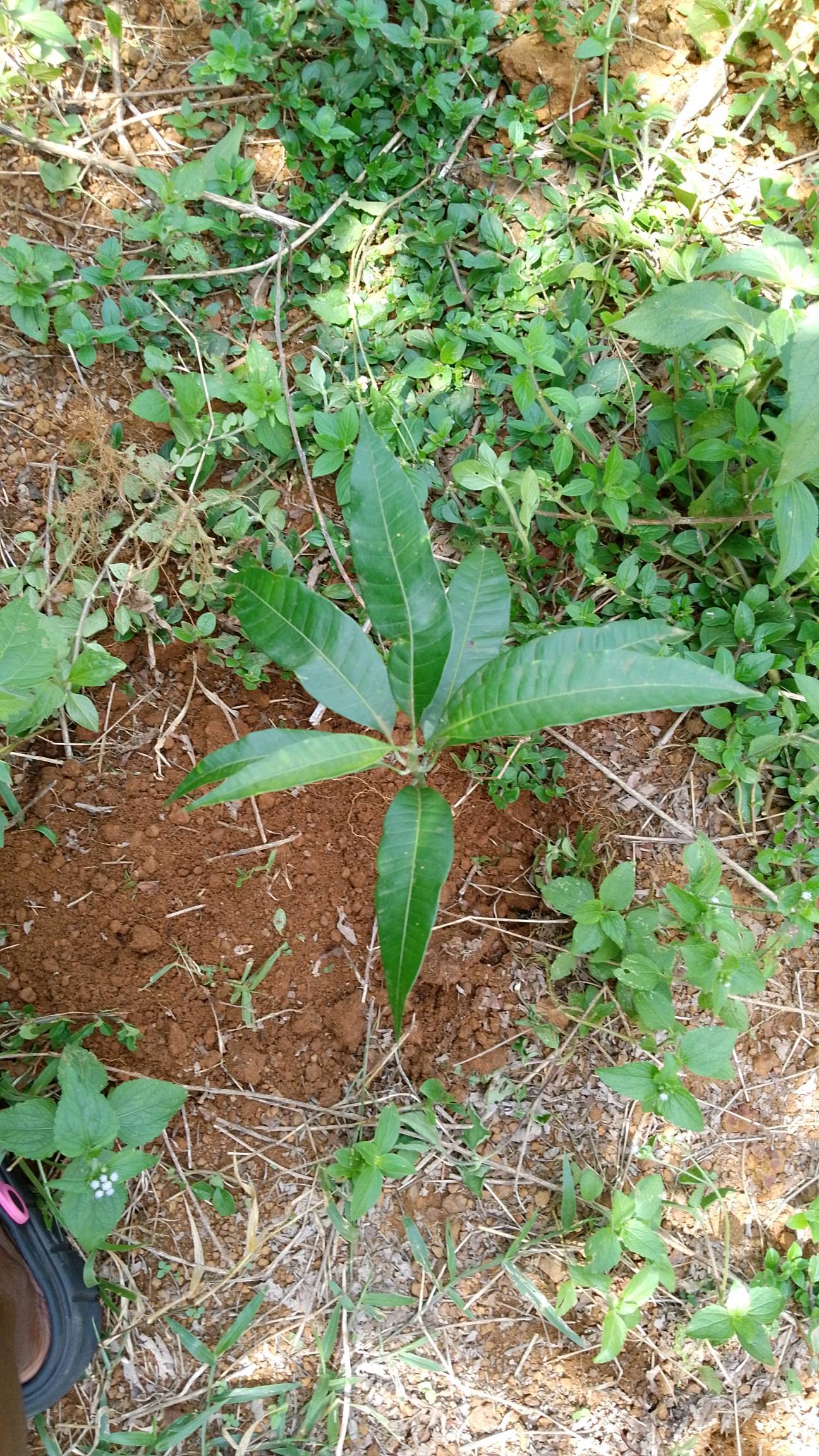 tree
