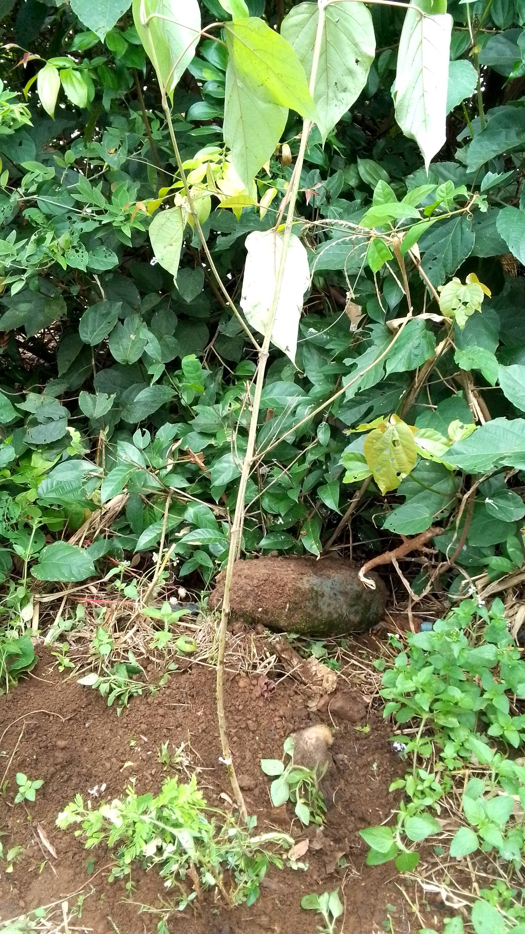 tree