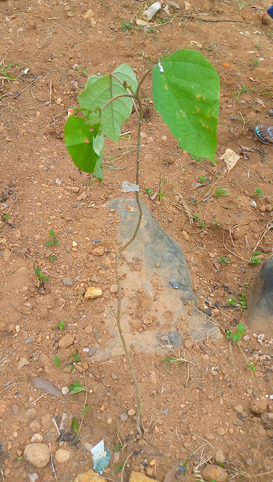 tree