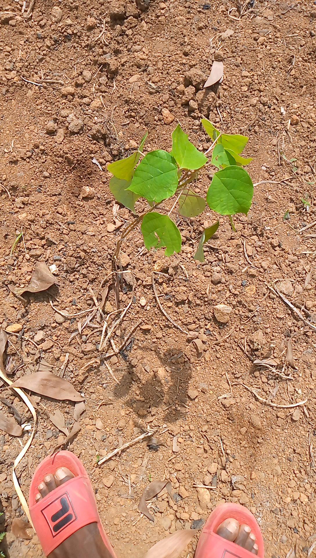 tree