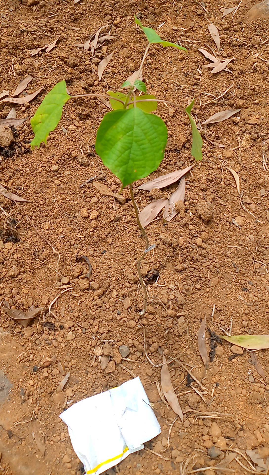 tree