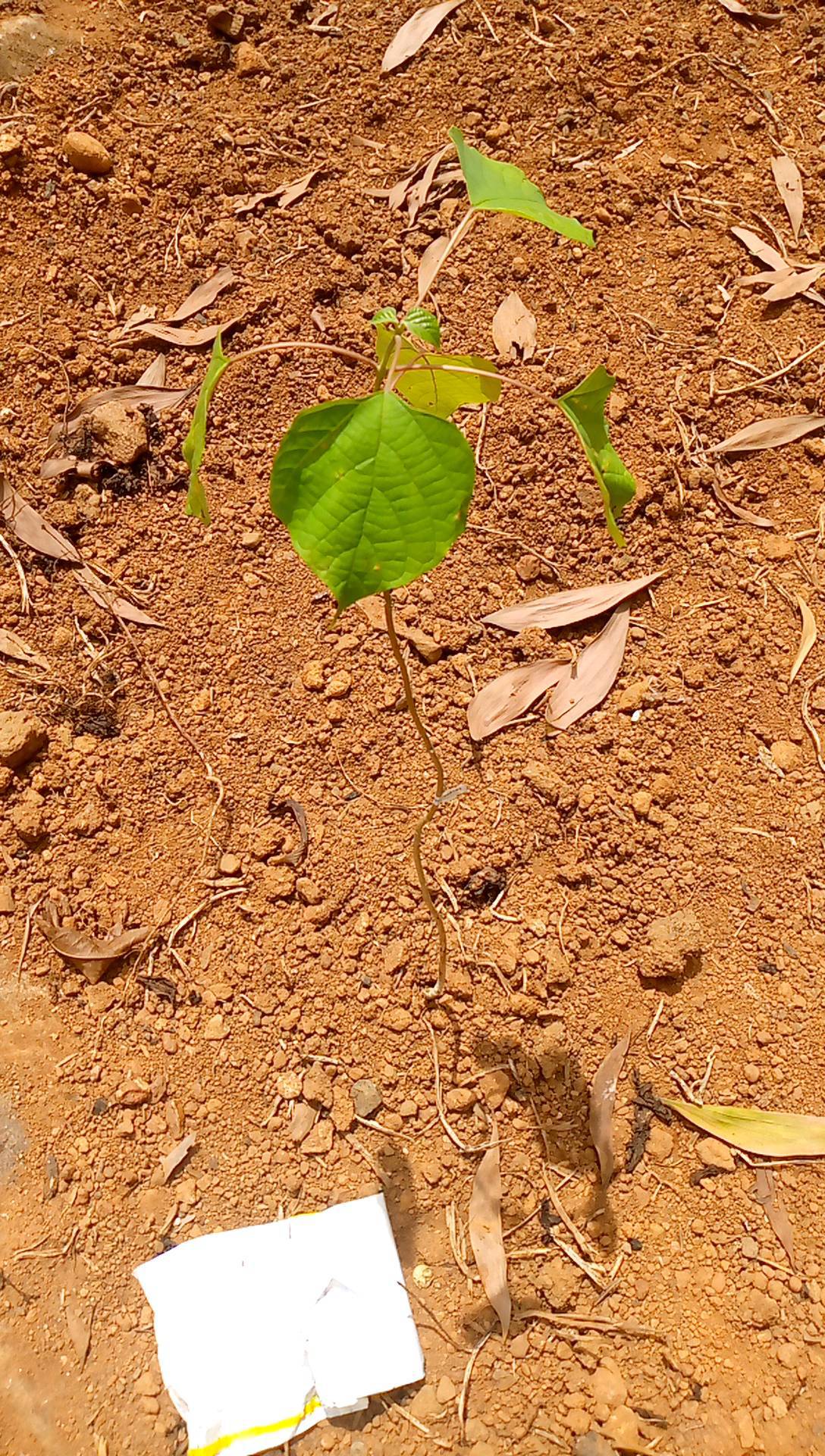 tree