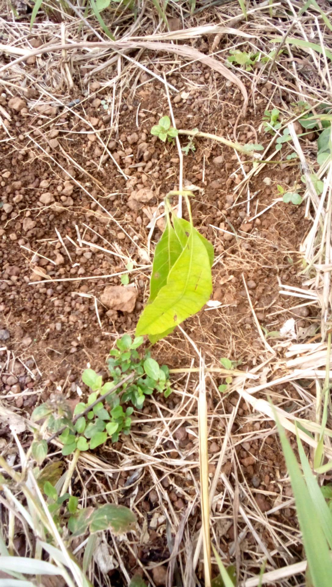 tree