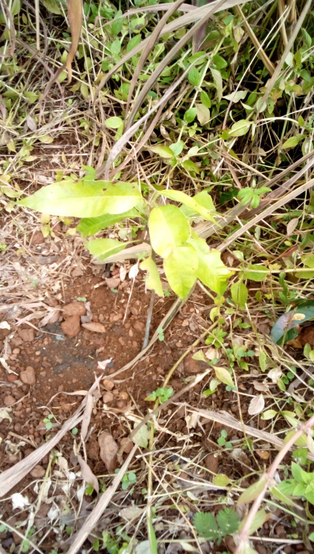 tree