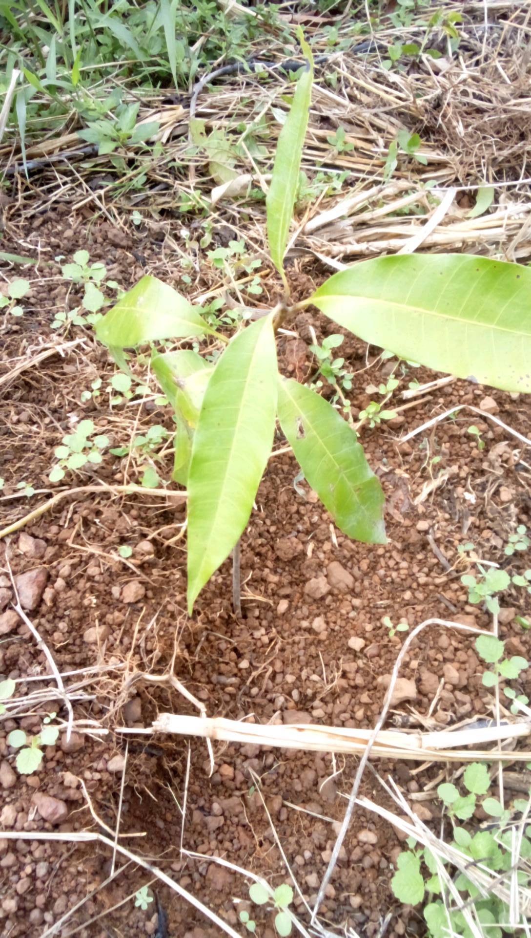 tree