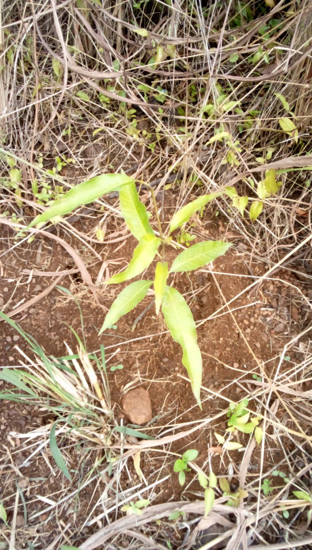 tree