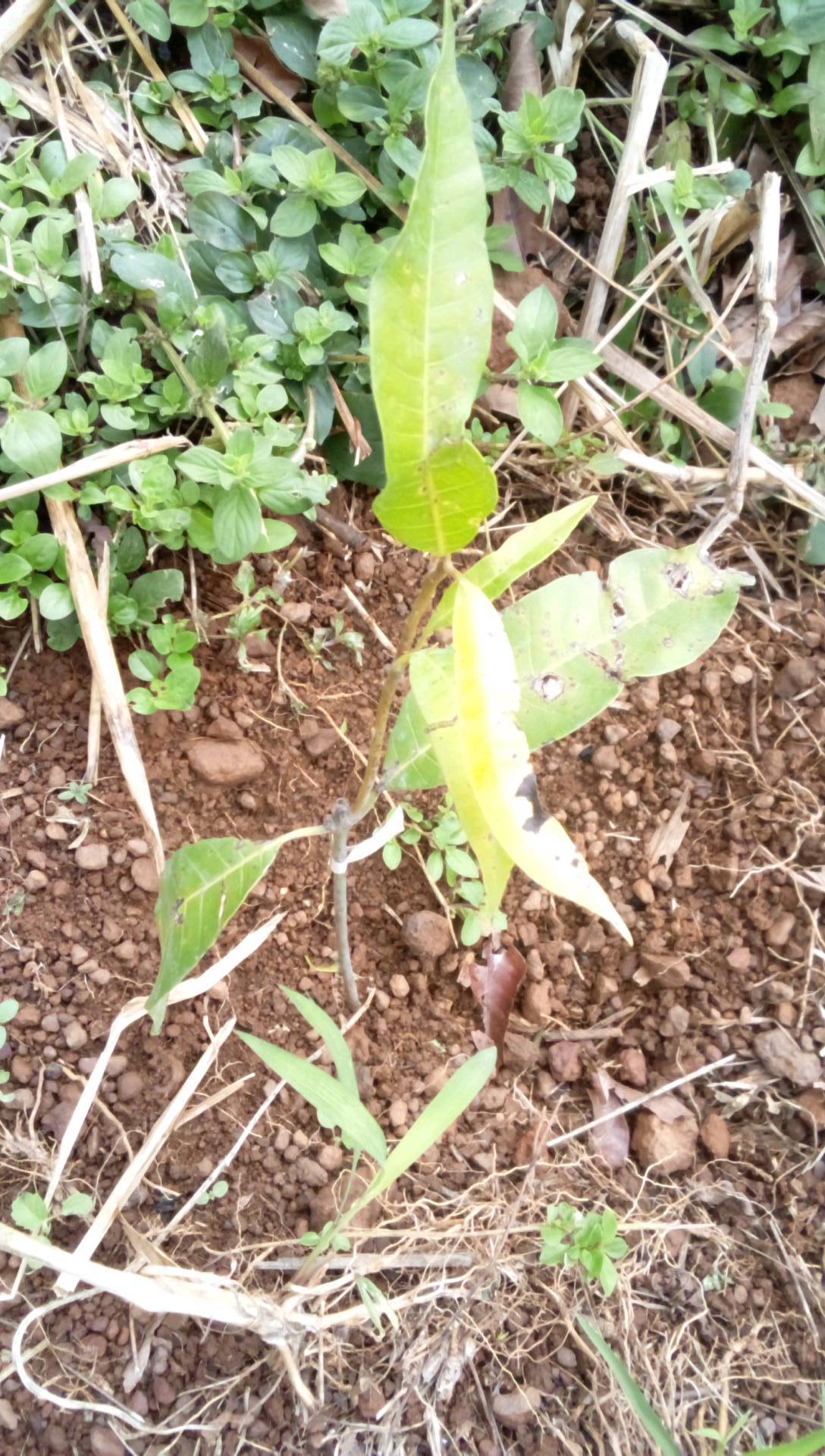 tree