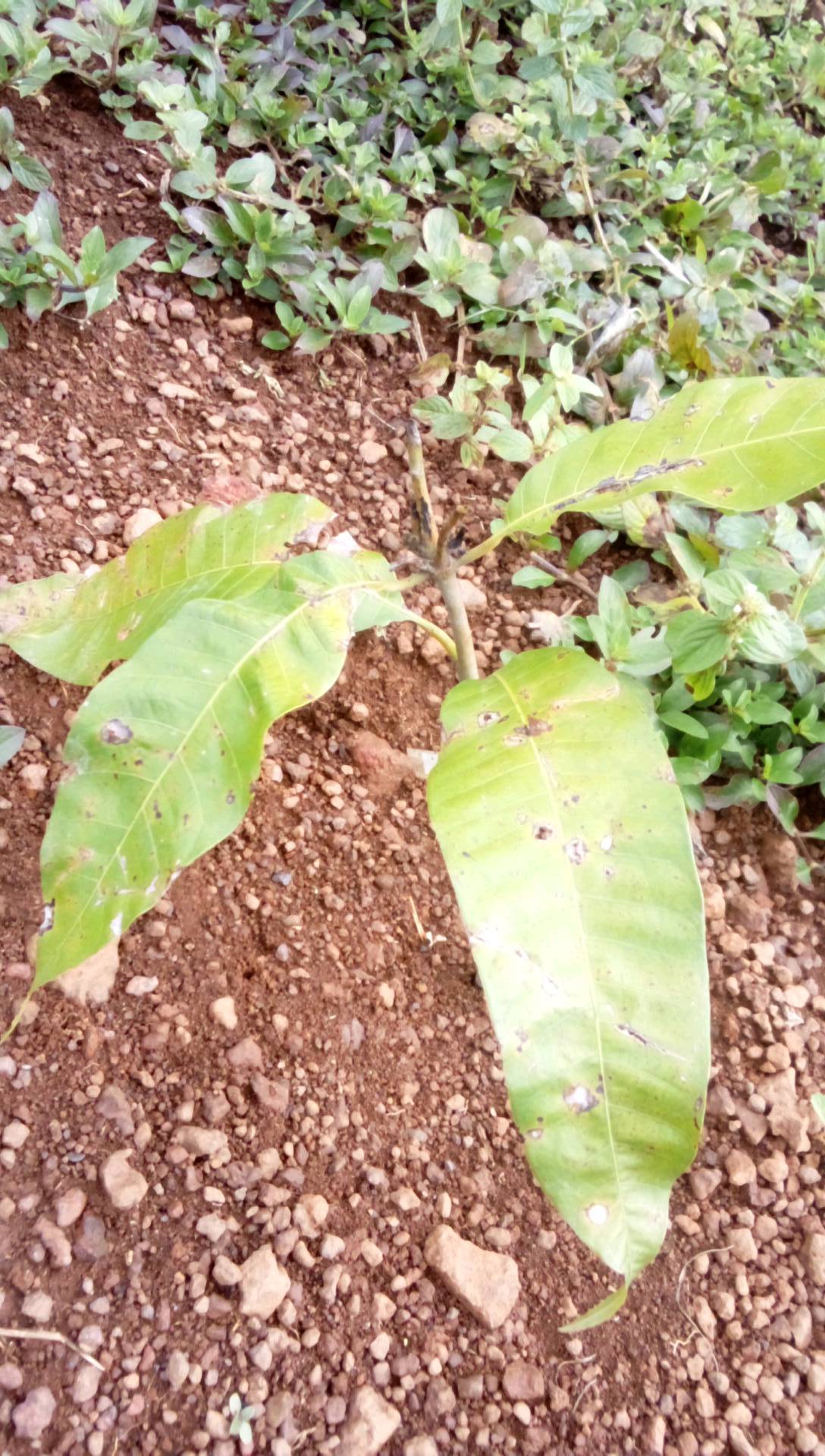 tree