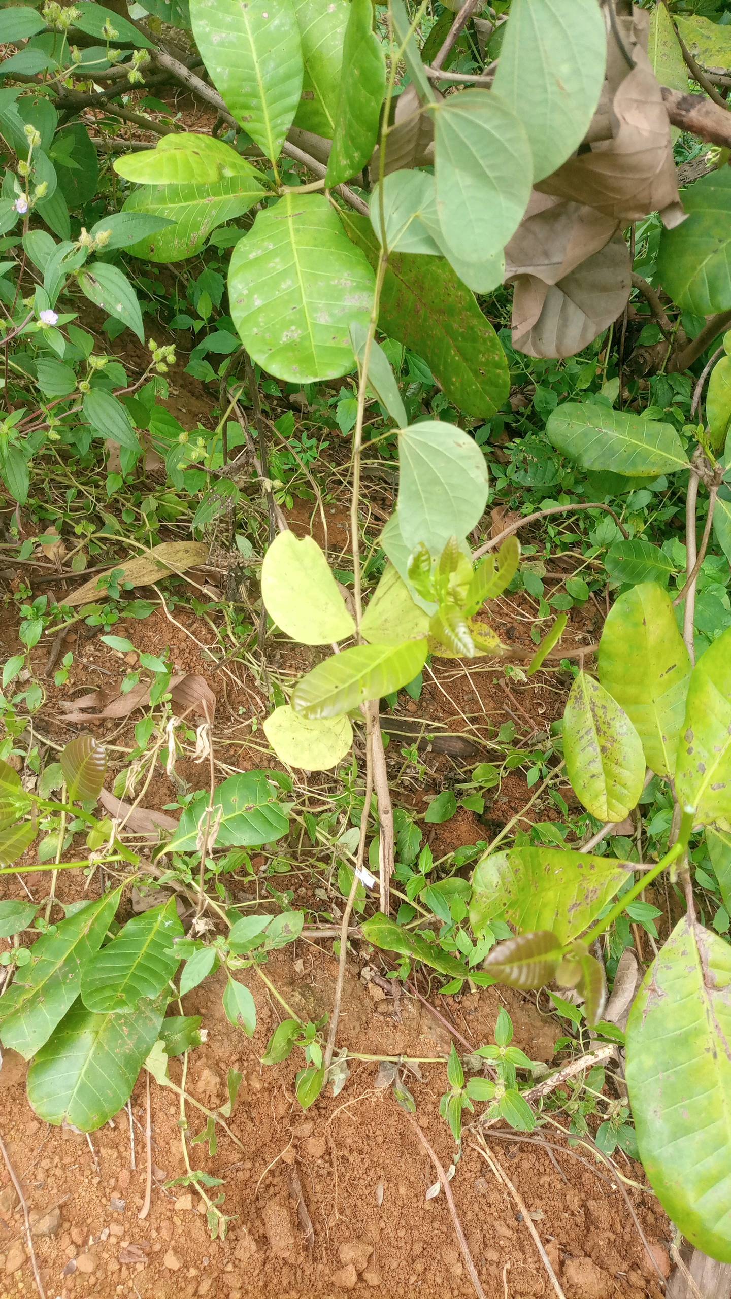 tree