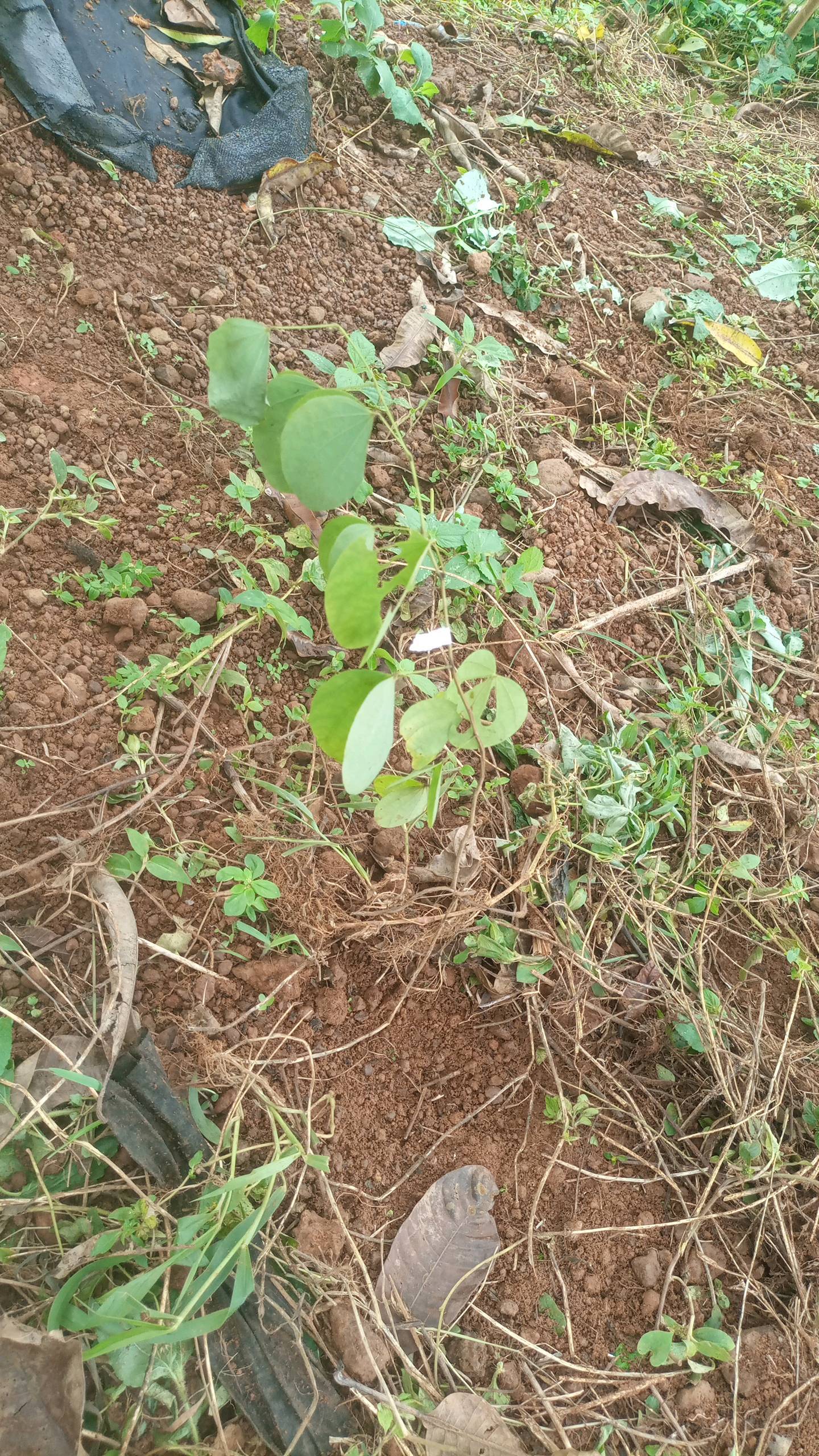 tree