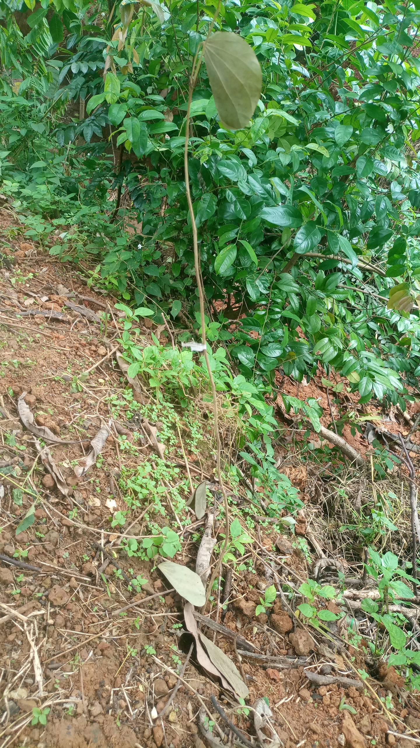 tree