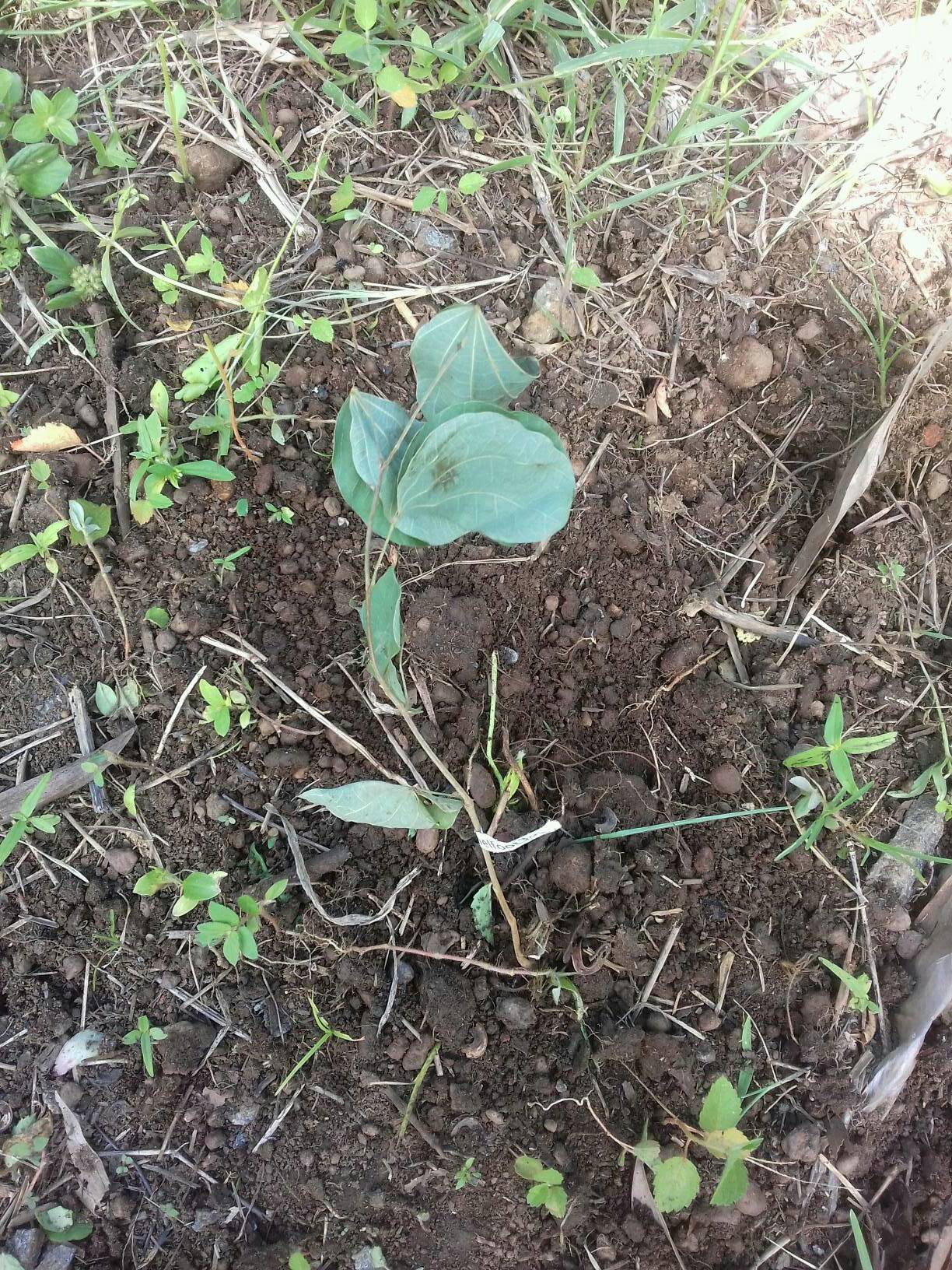 tree