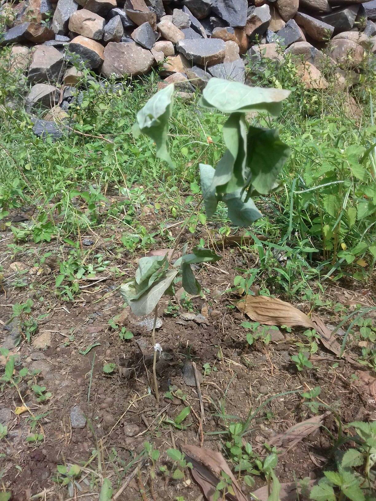 tree
