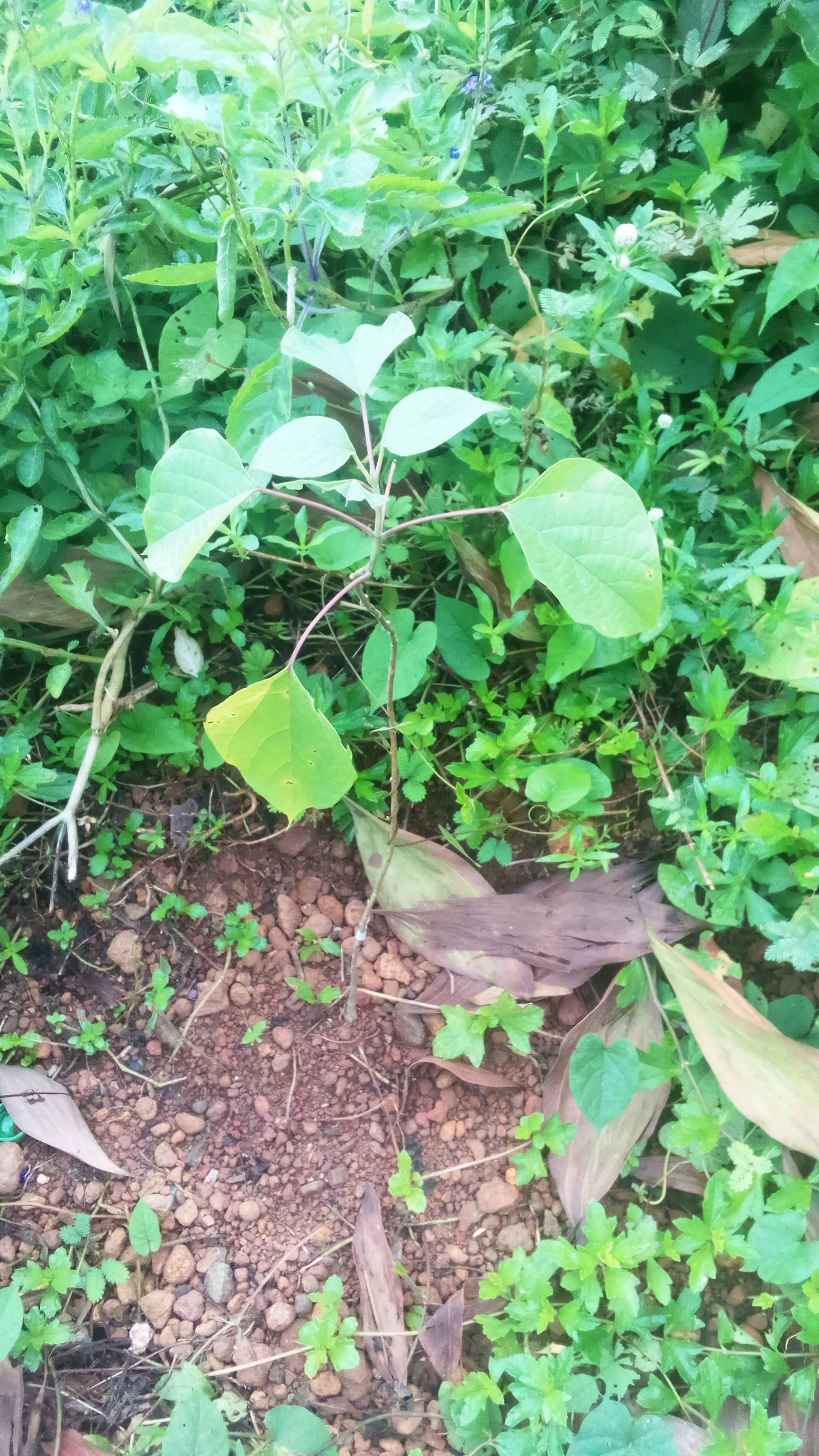 tree