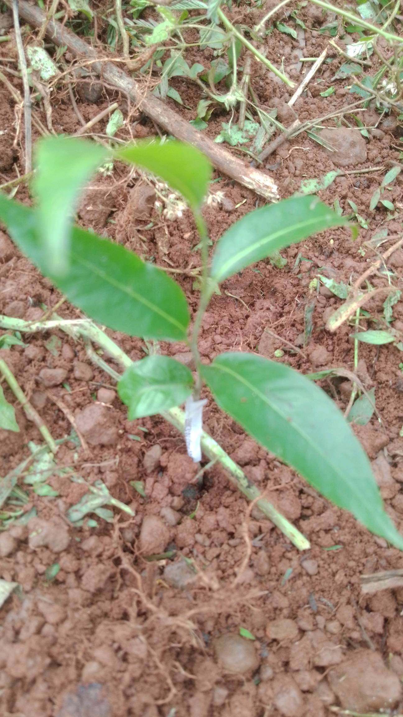 tree