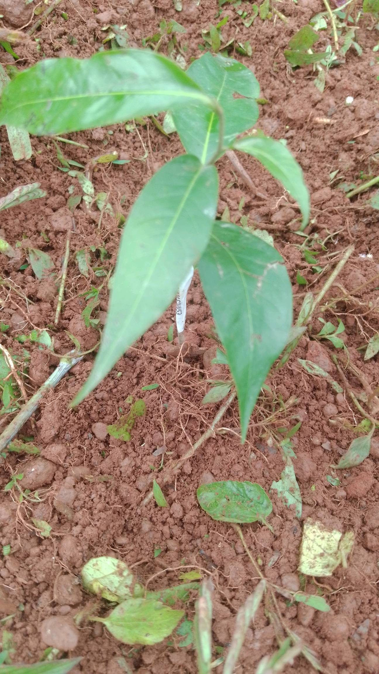 tree