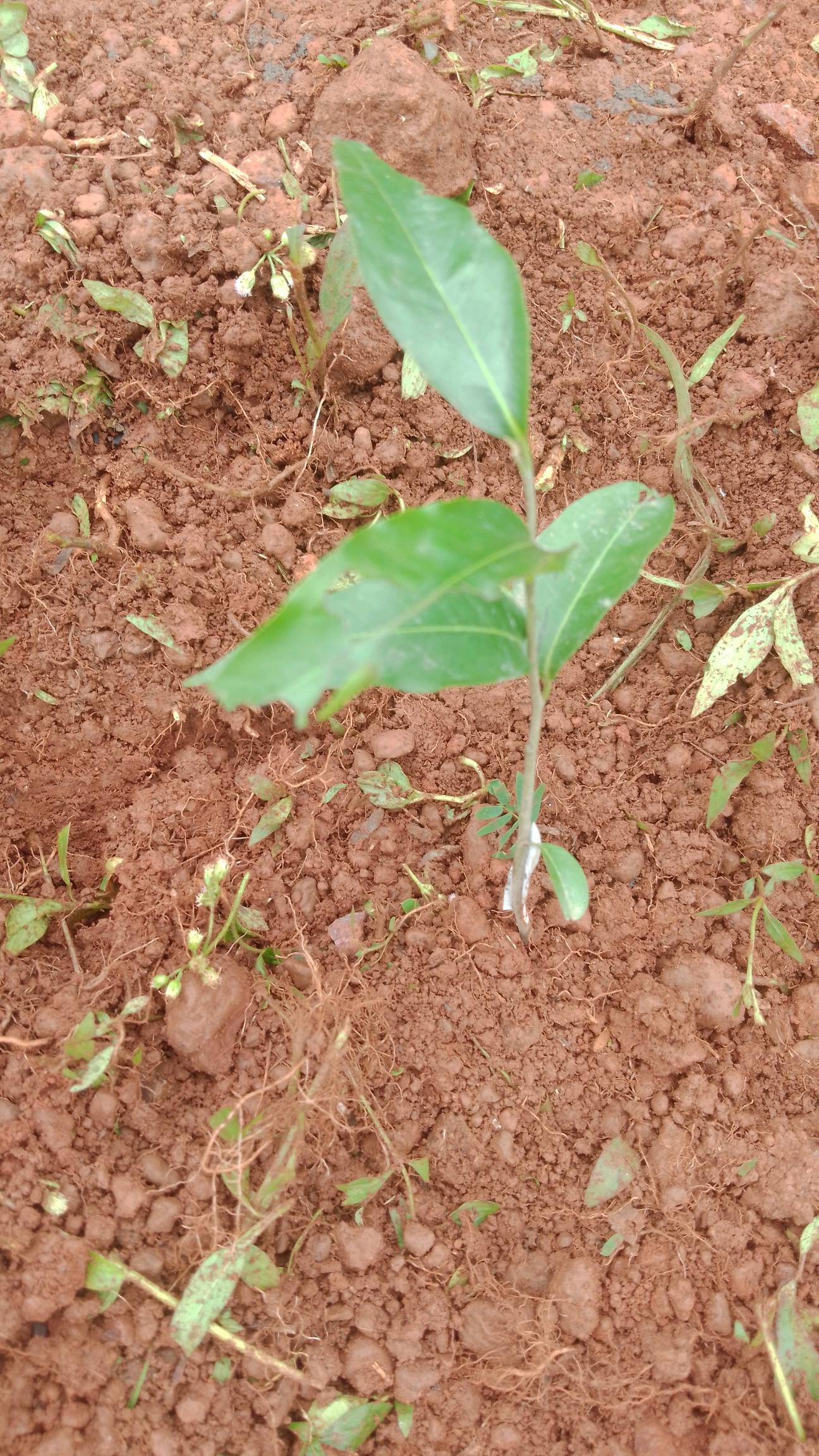 tree