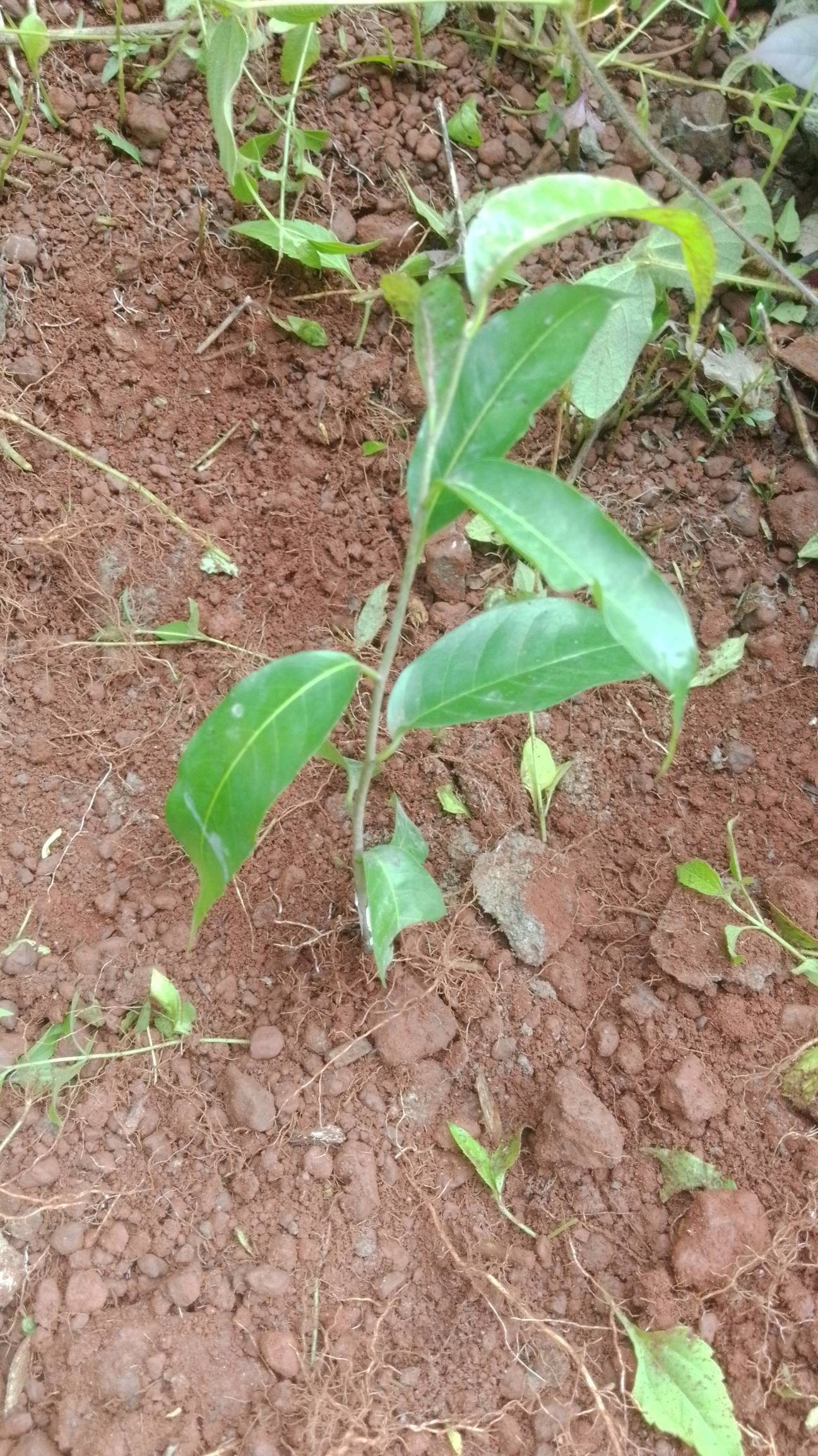 tree