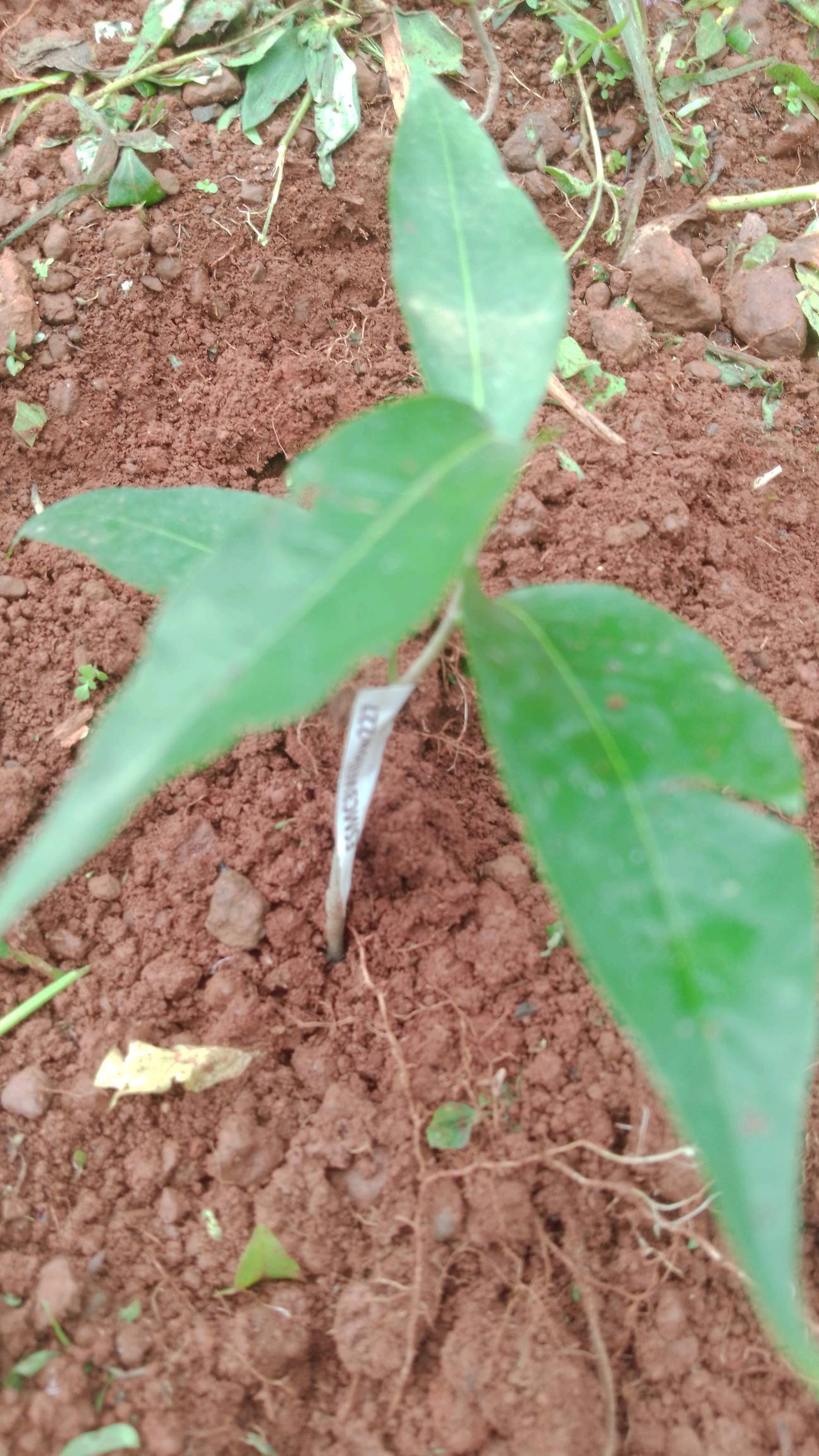 tree