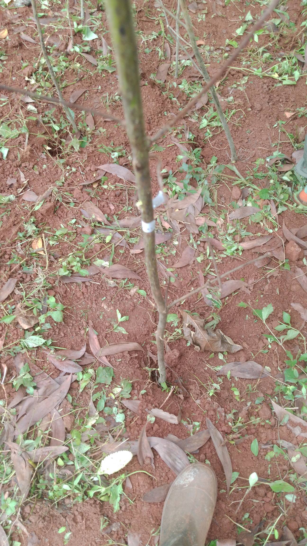 tree