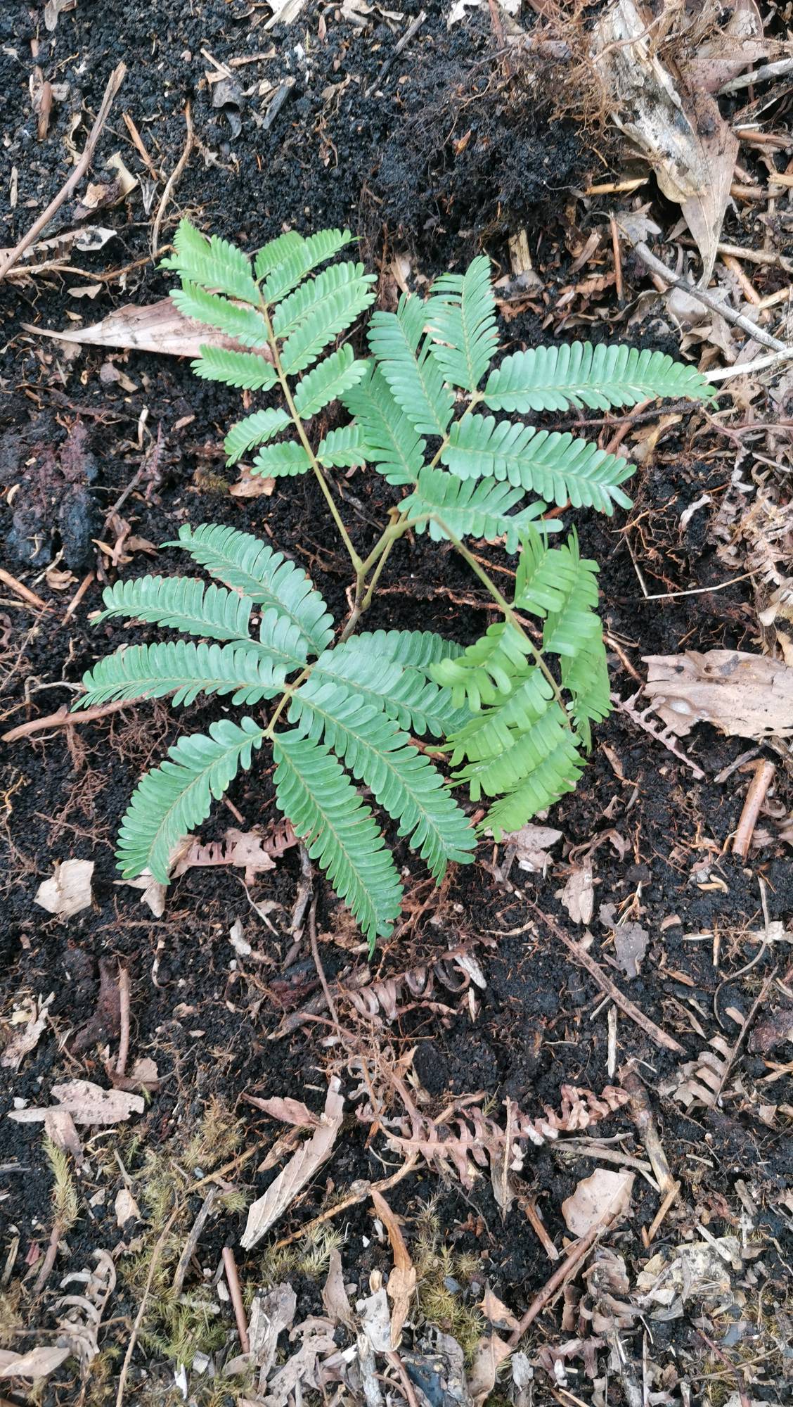 tree