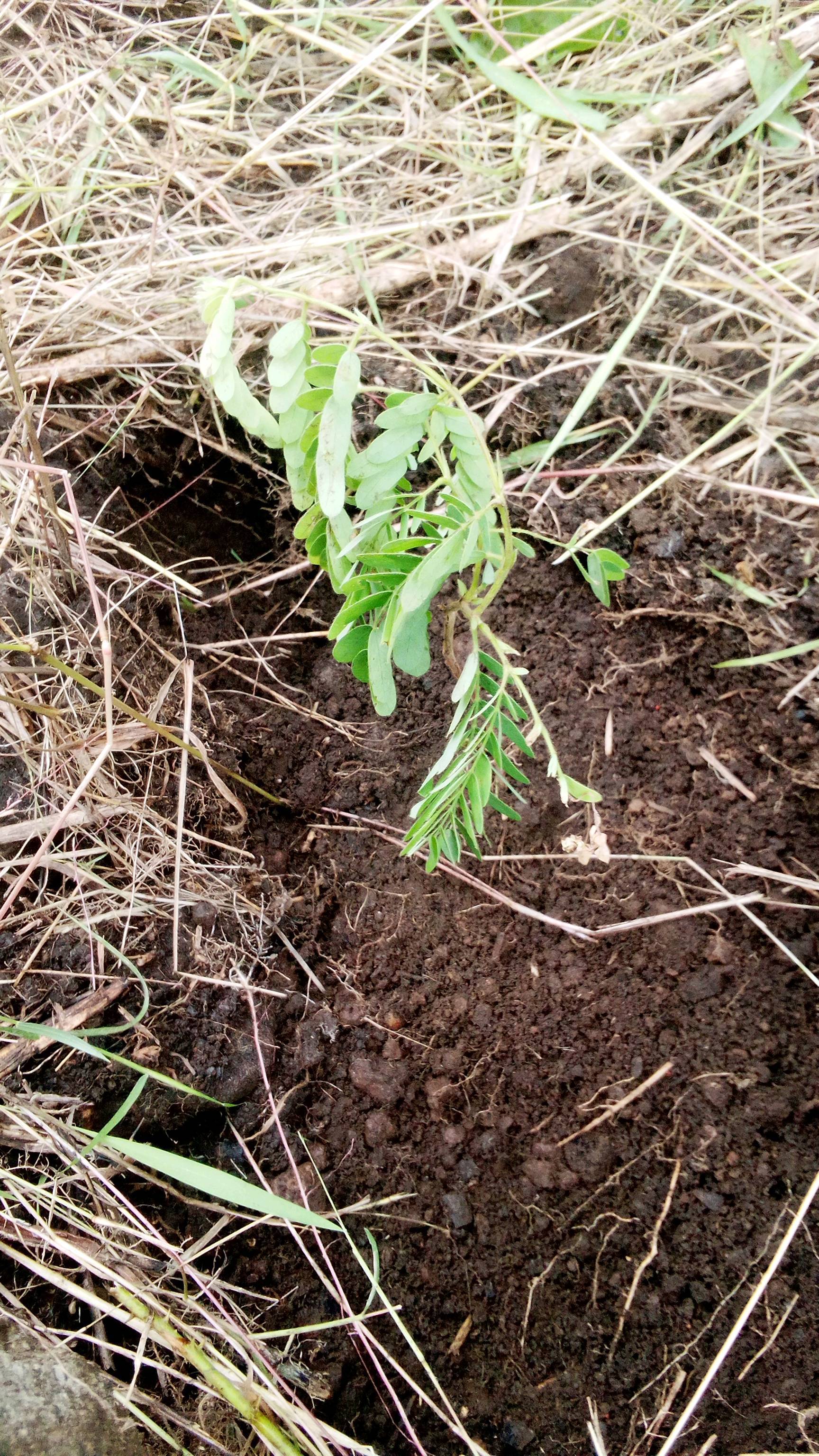 tree