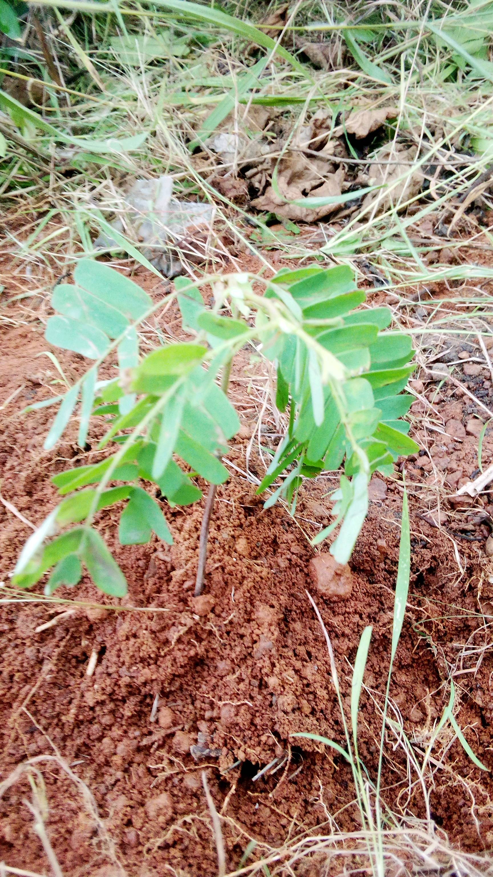tree