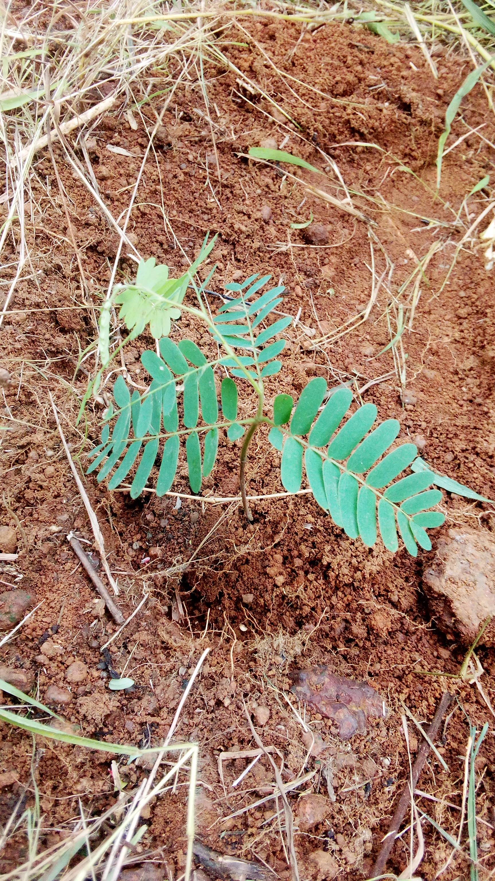 tree