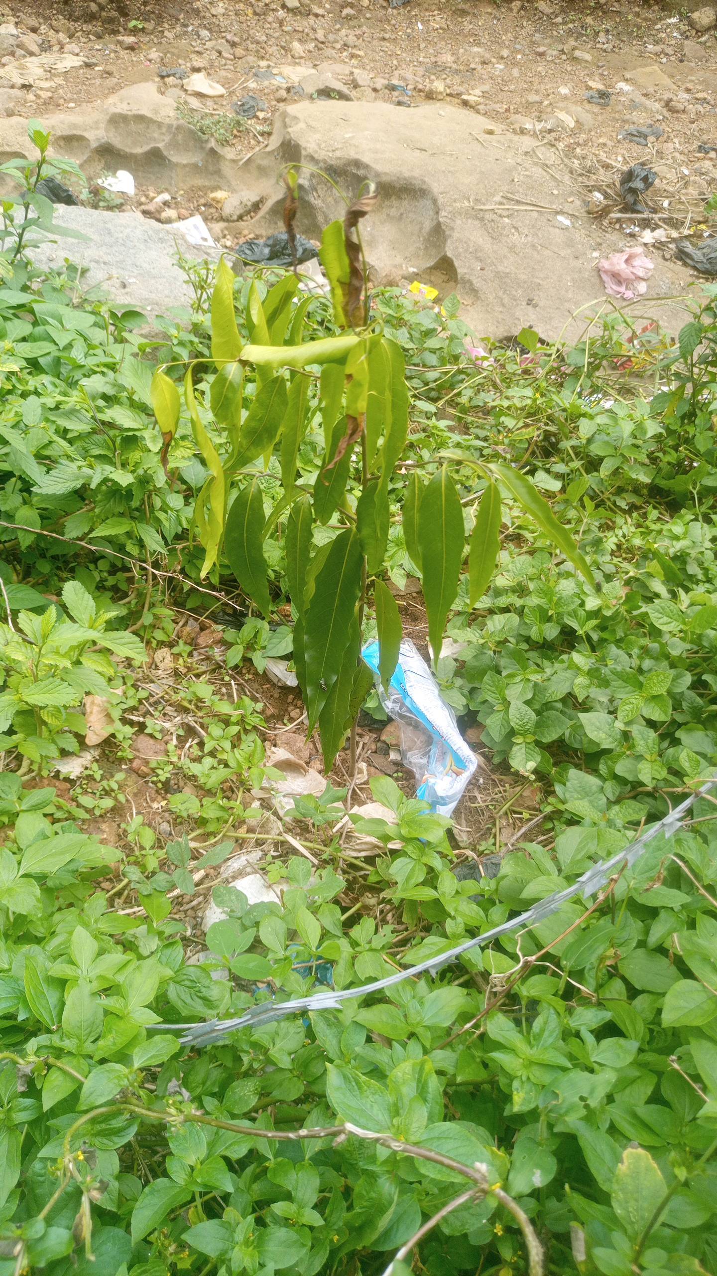 tree