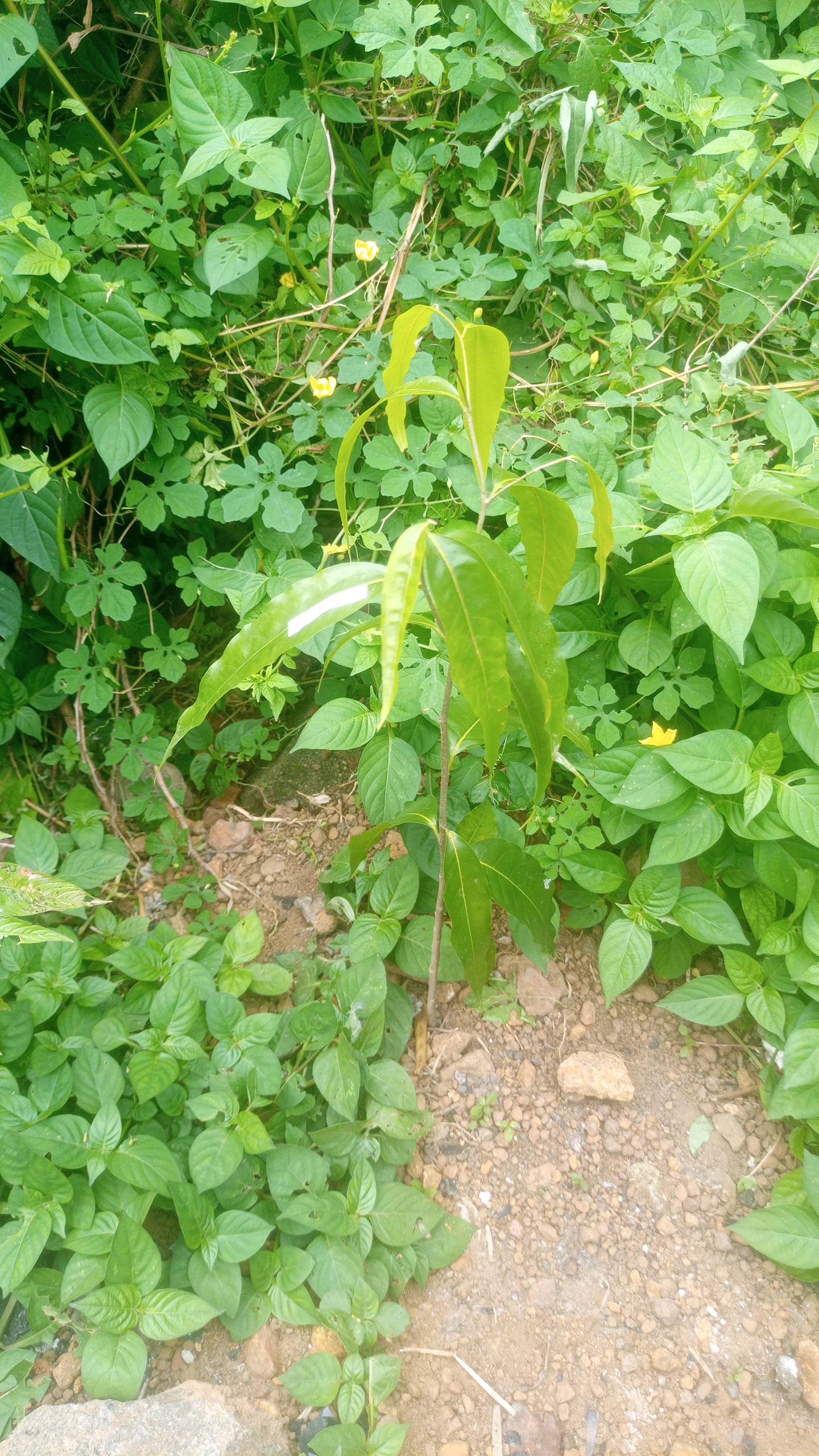 tree