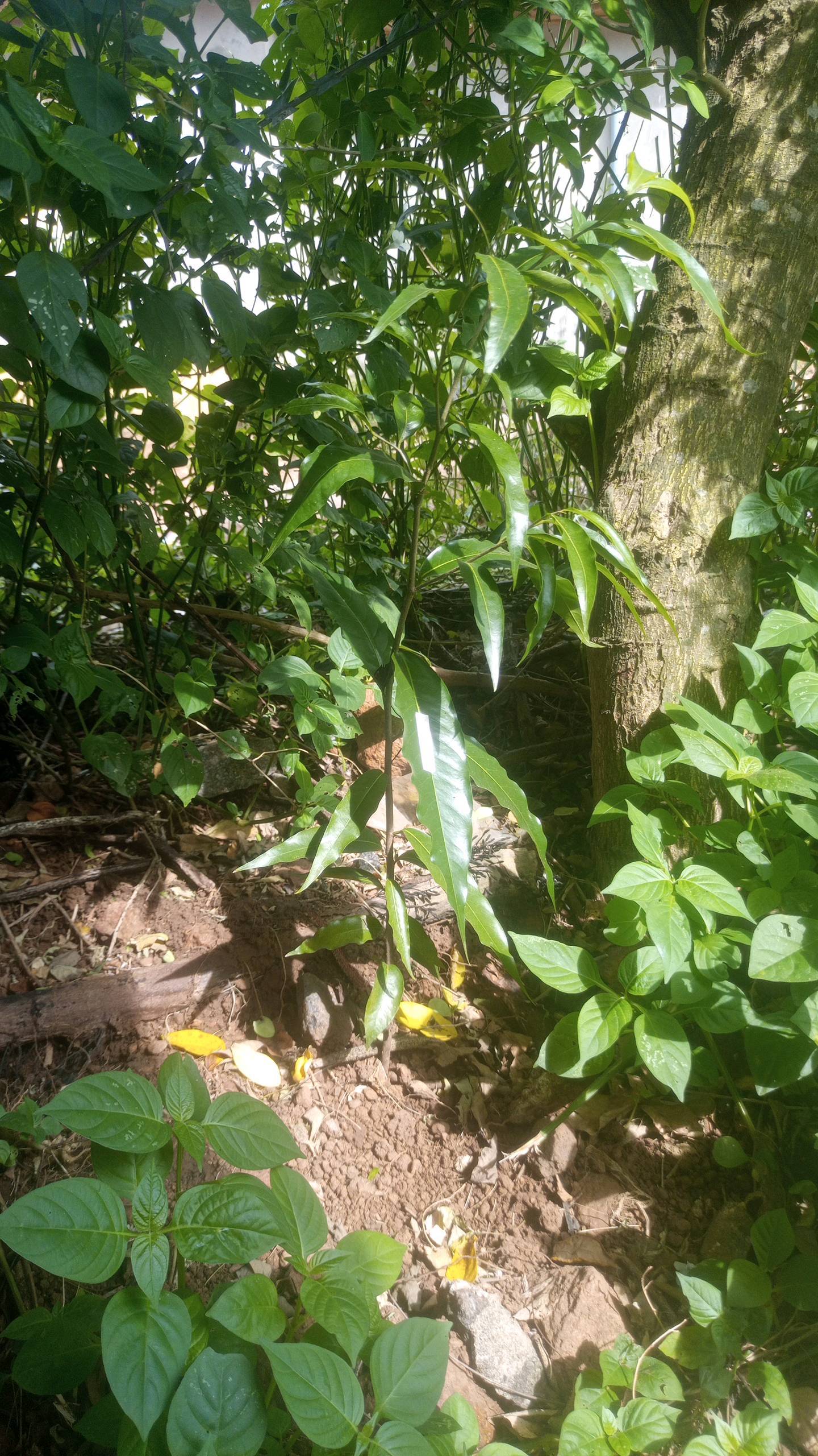 tree