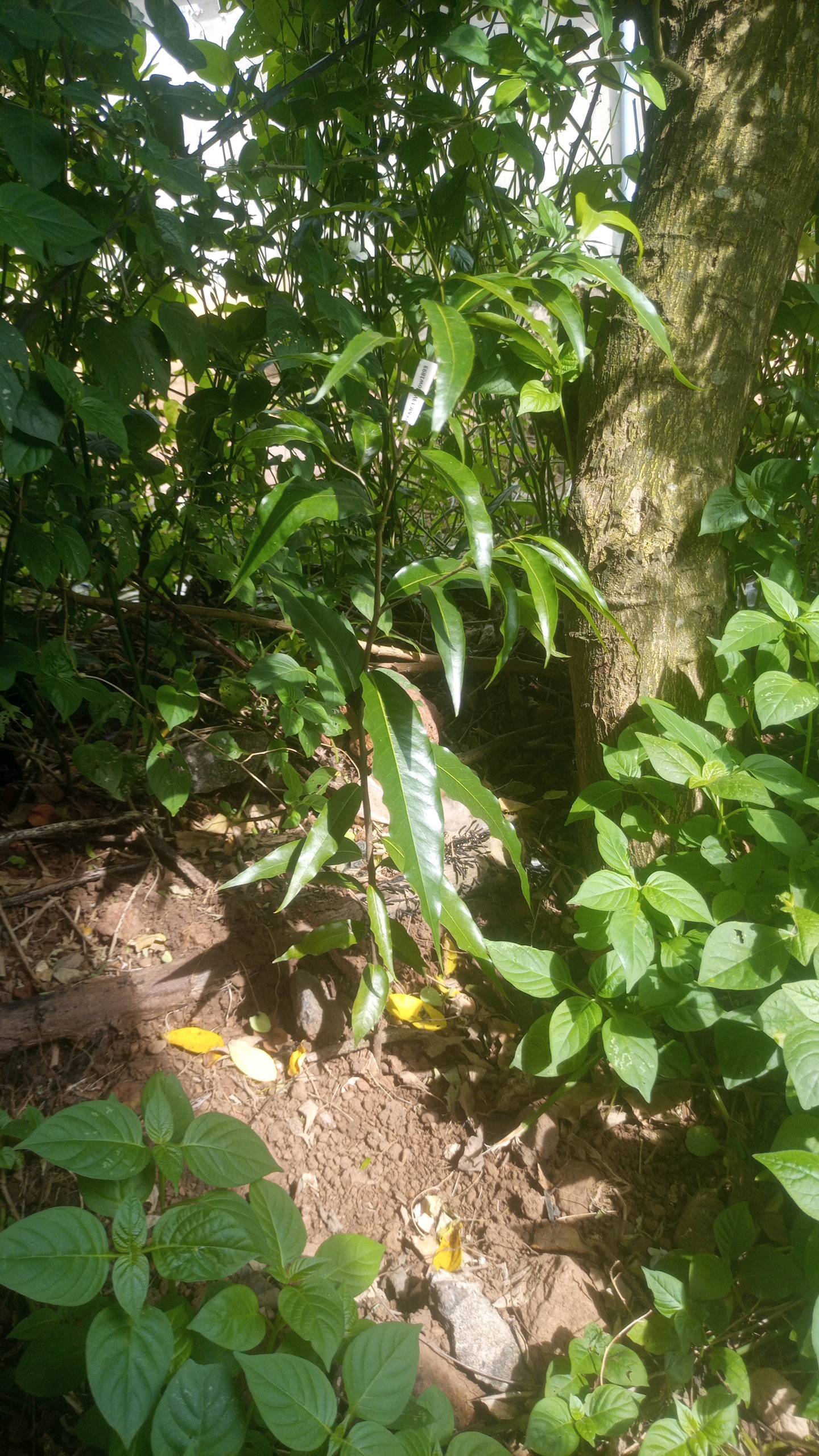tree