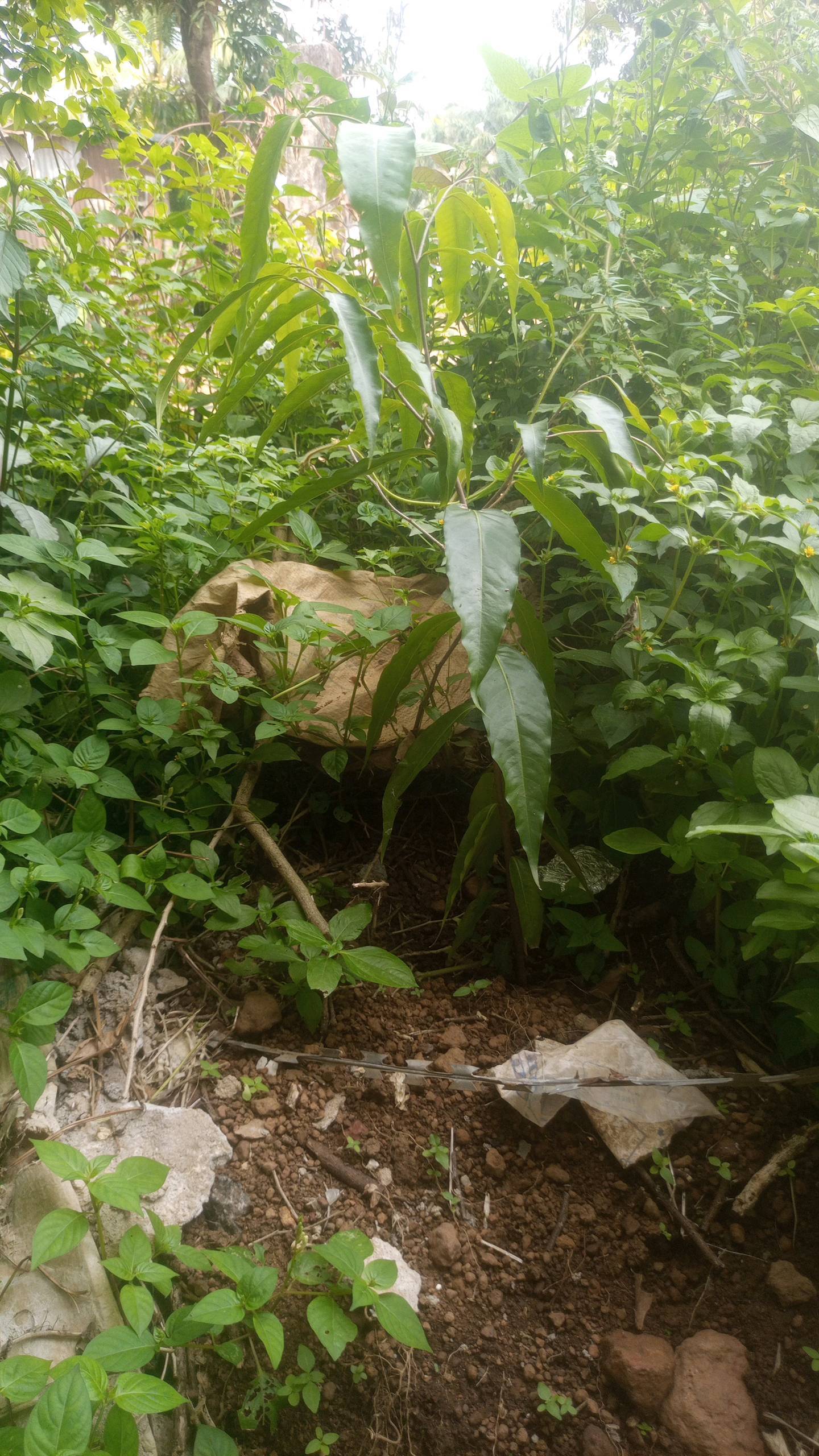 tree