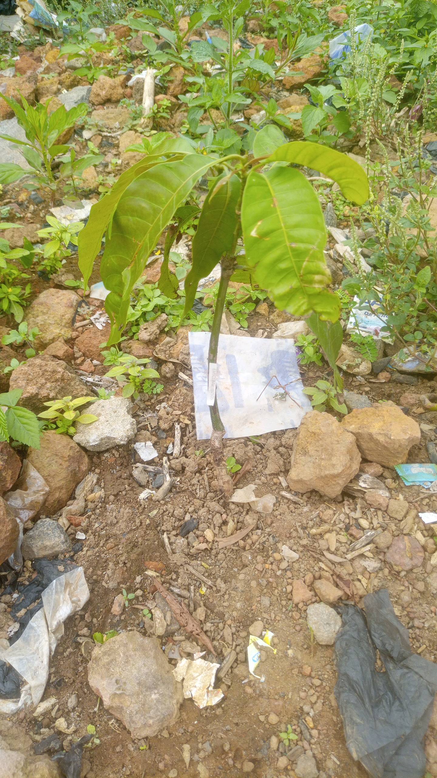 tree