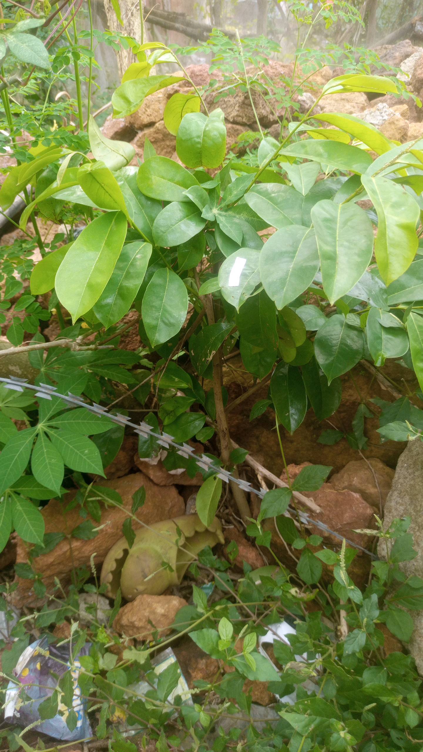 tree