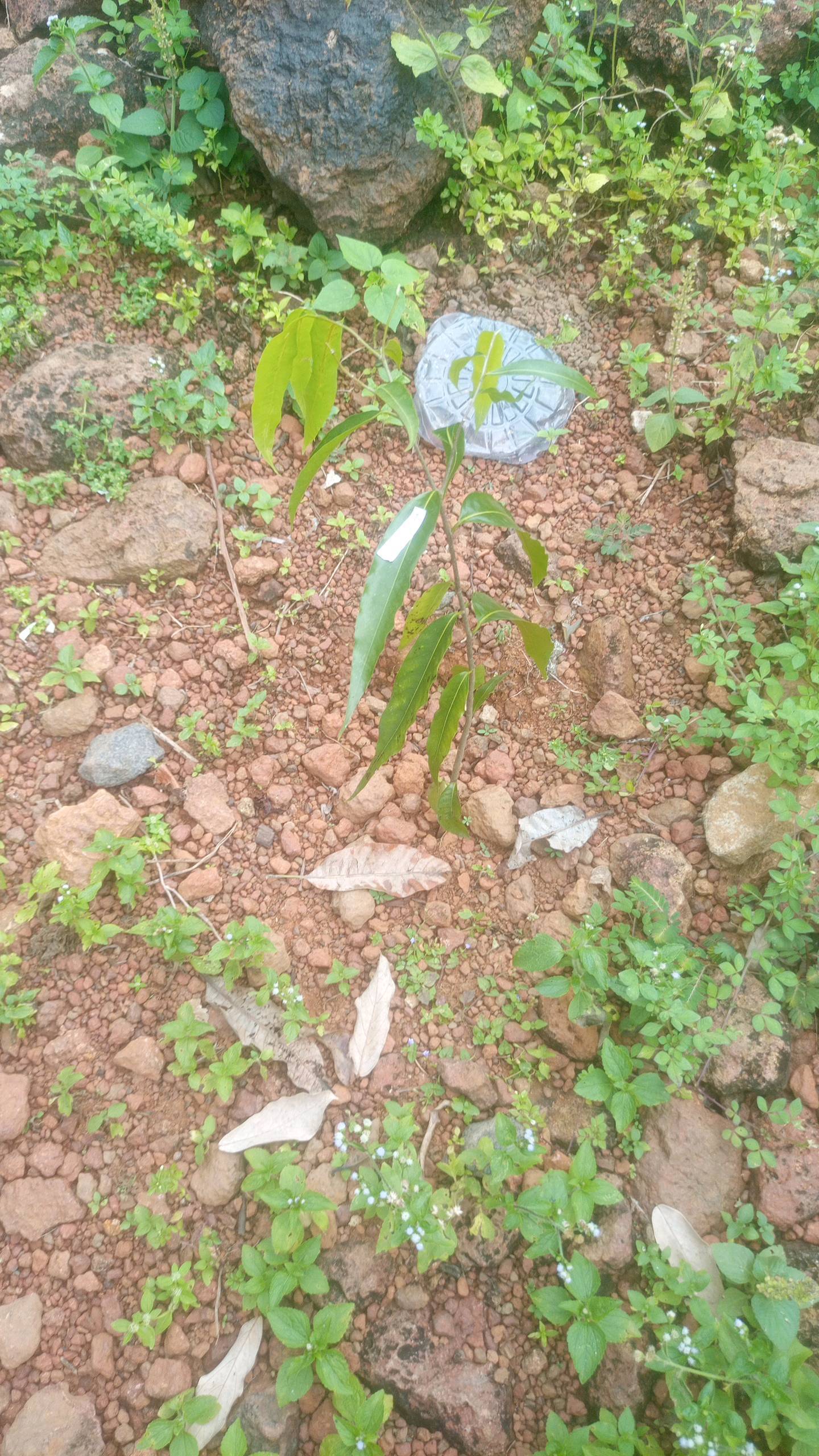 tree