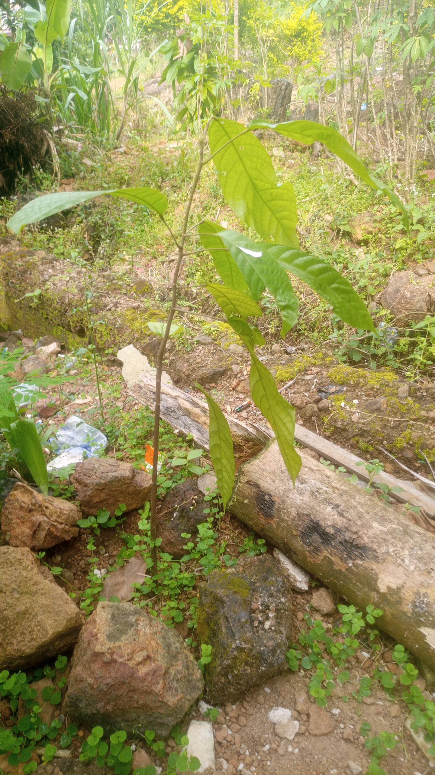 tree