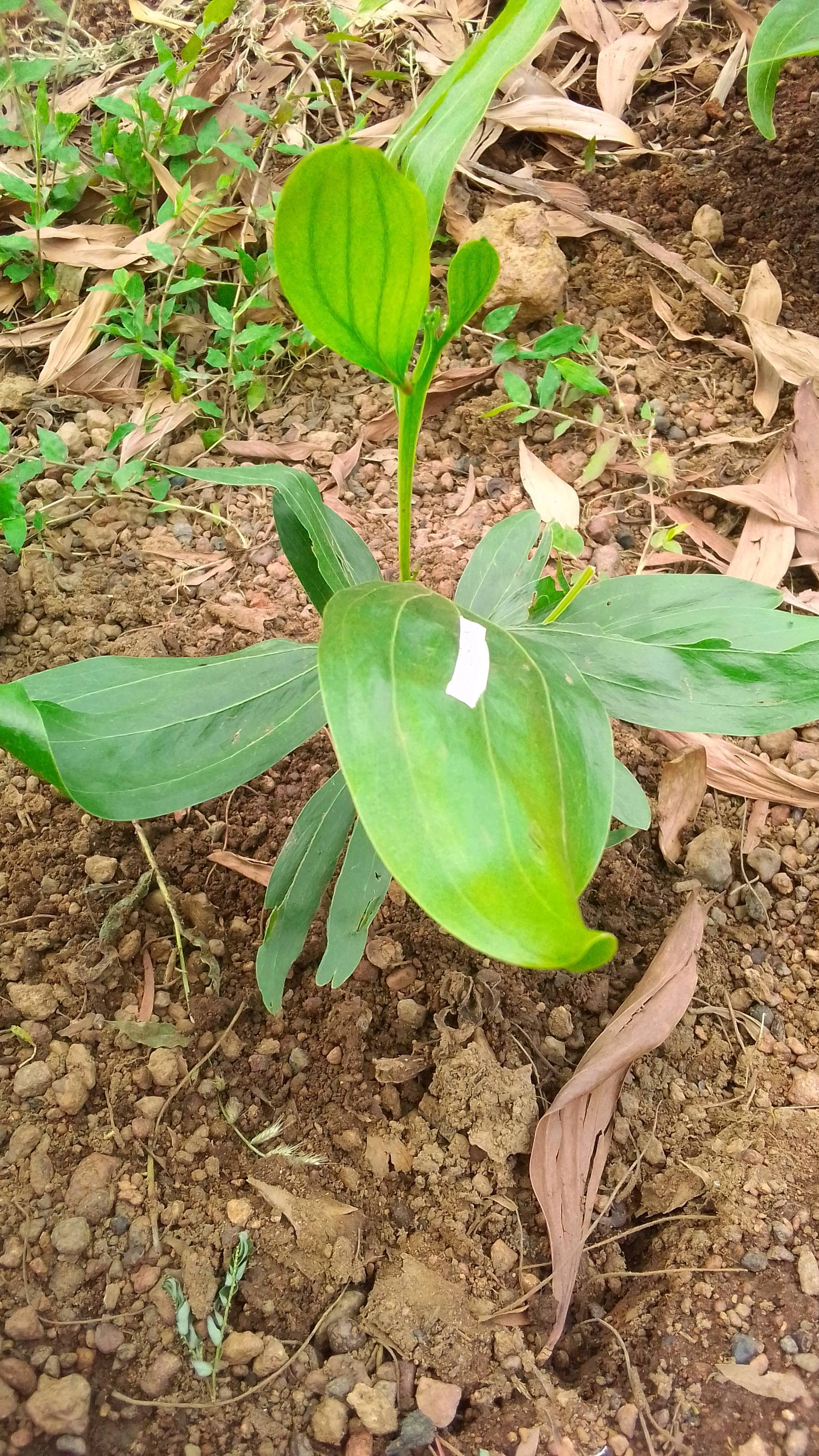 tree